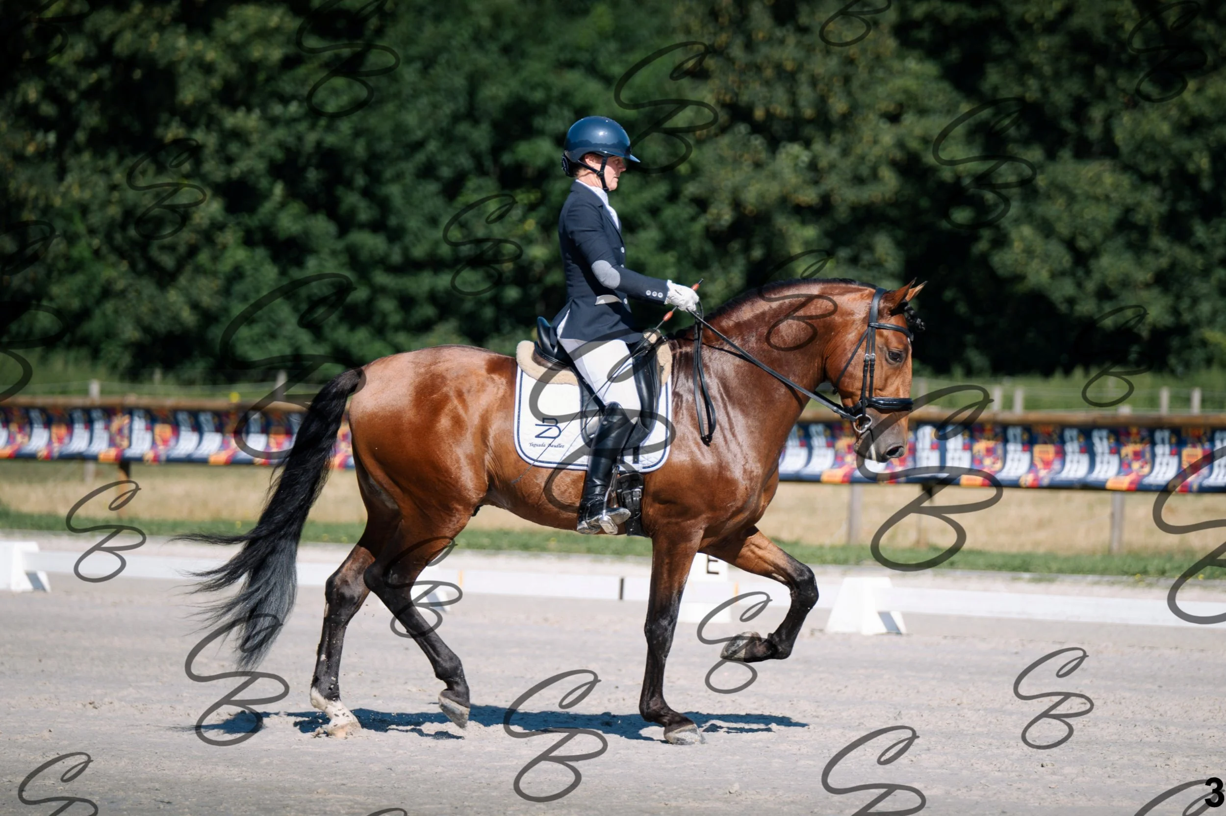 2026.07.11 - 1 Primera - Jonge paarden - Jeunes chevaux -3.jpg