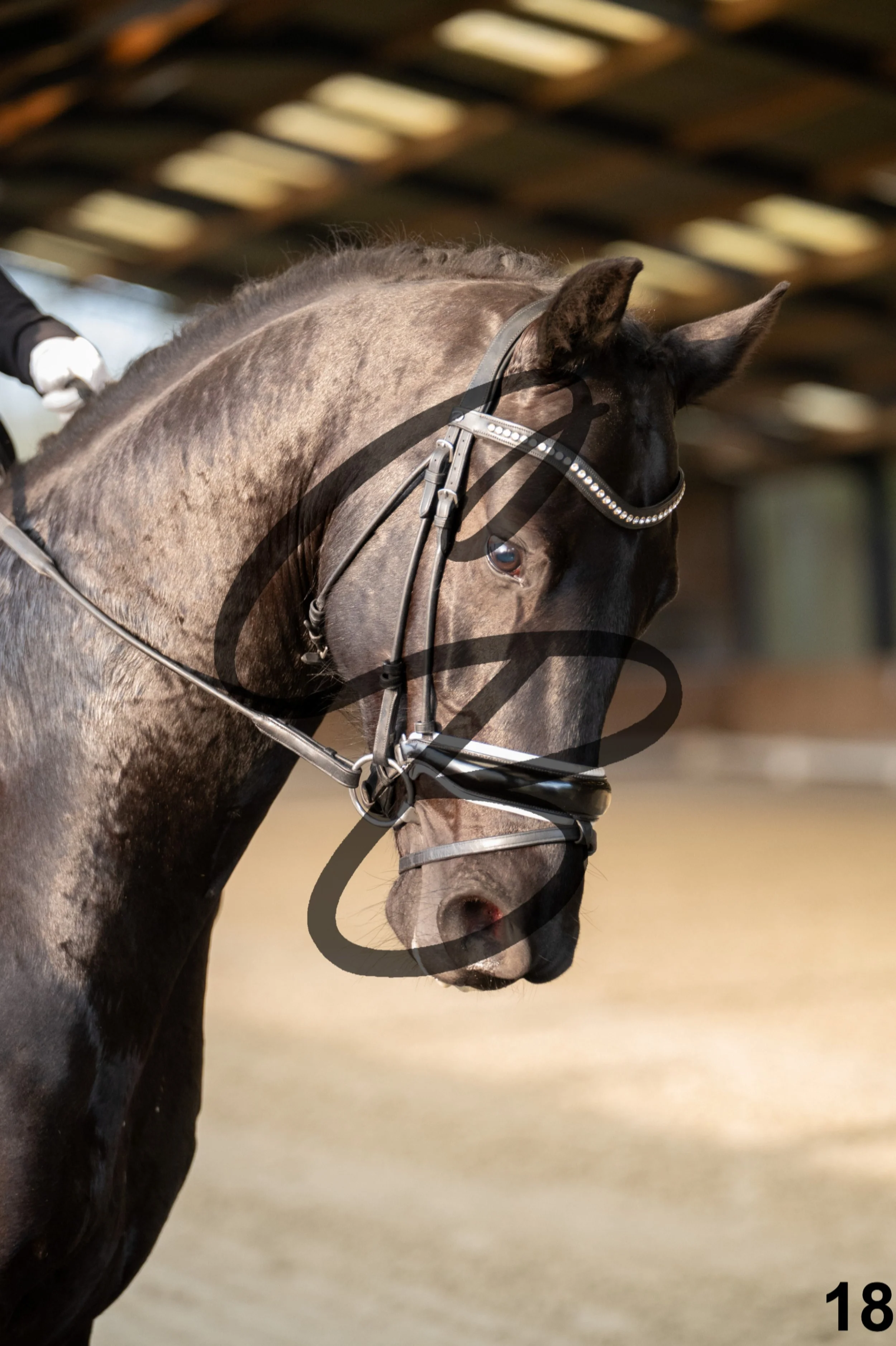 2026.03.22 - jeunes chevaux - 5ans-18.jpg