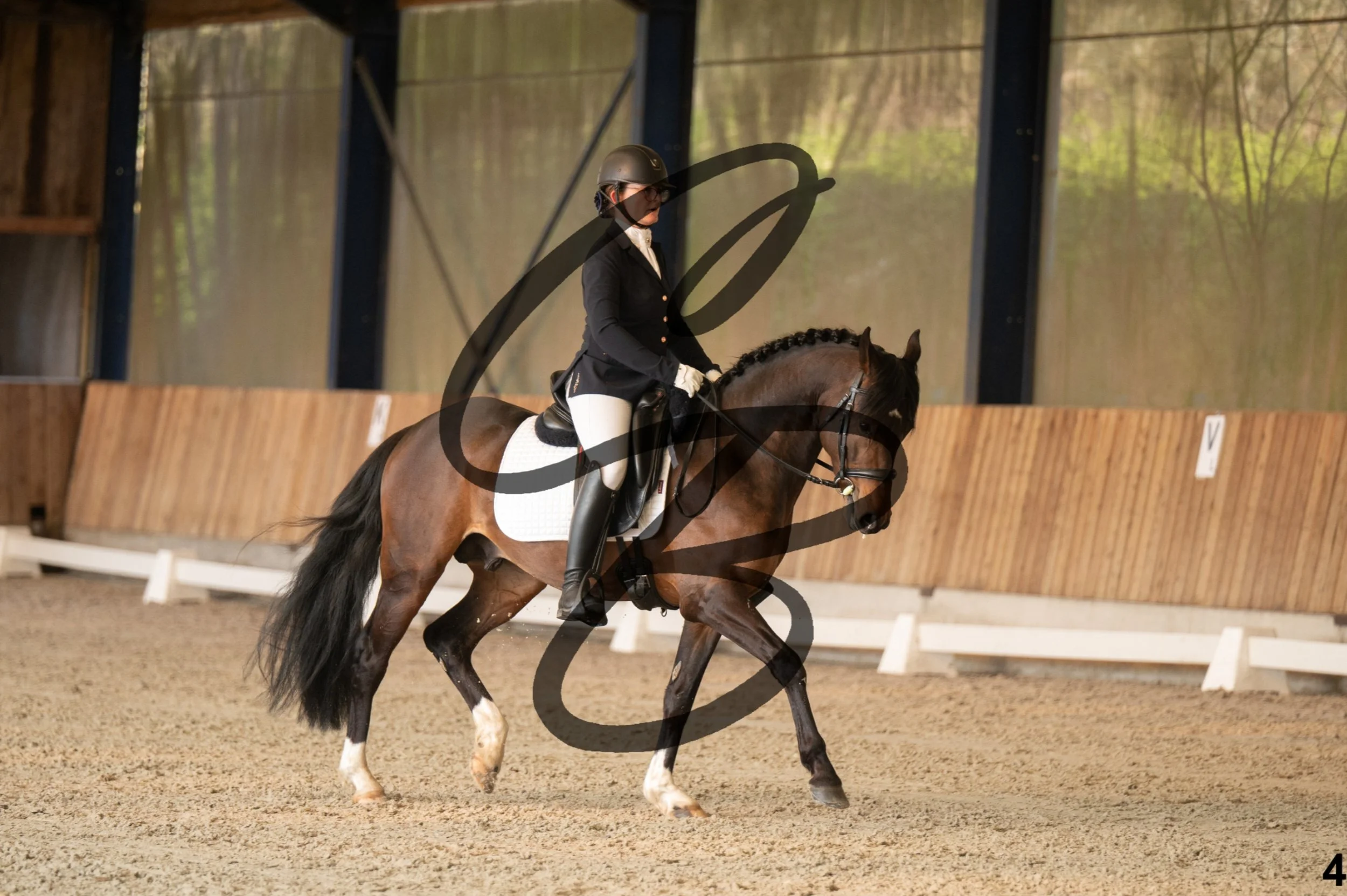 2026.03.22 - jeunes chevaux - 4ans - poneys-4.jpg