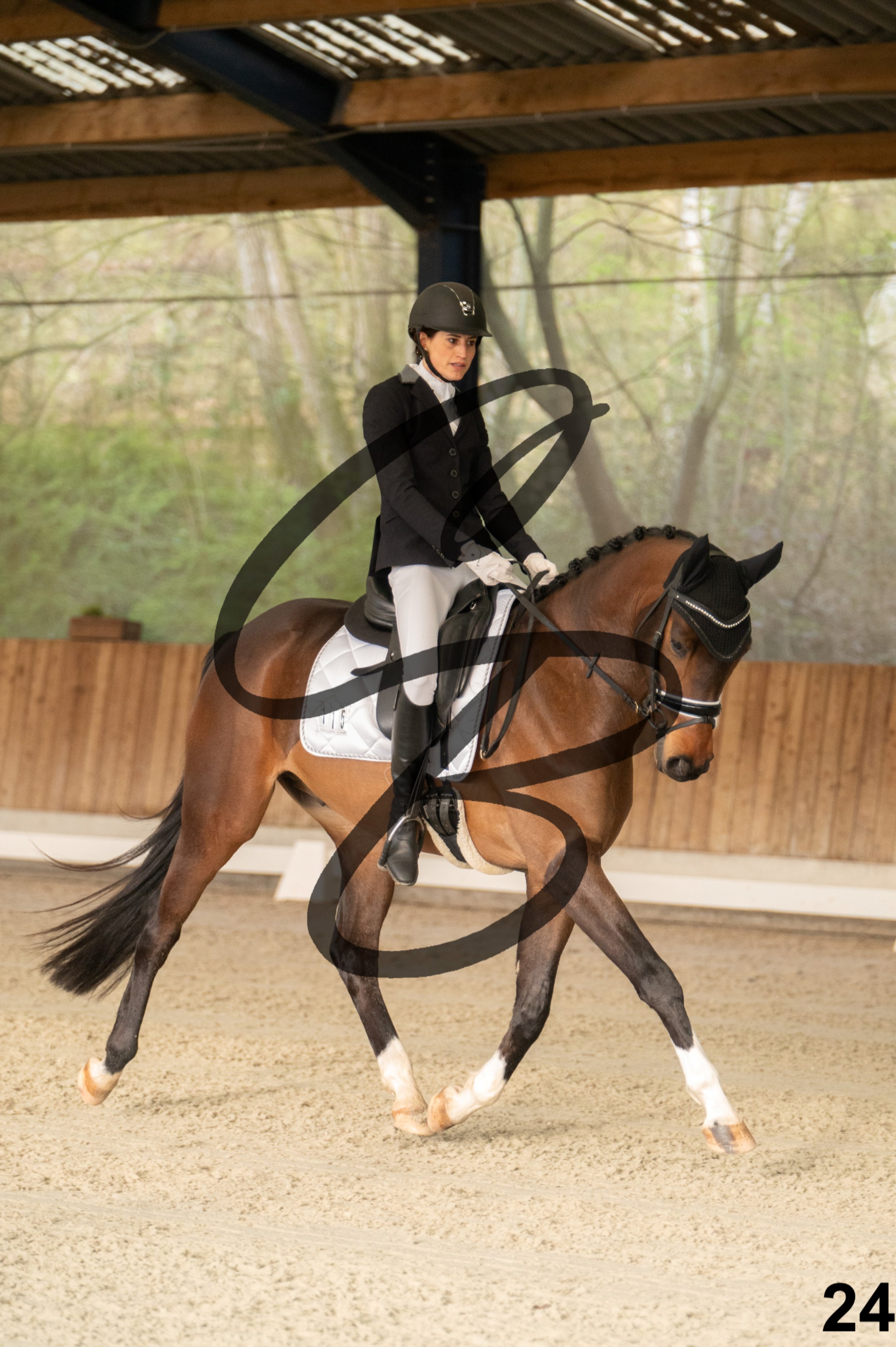 2026.03.22 - jeunes chevaux - 5ans-24.jpg