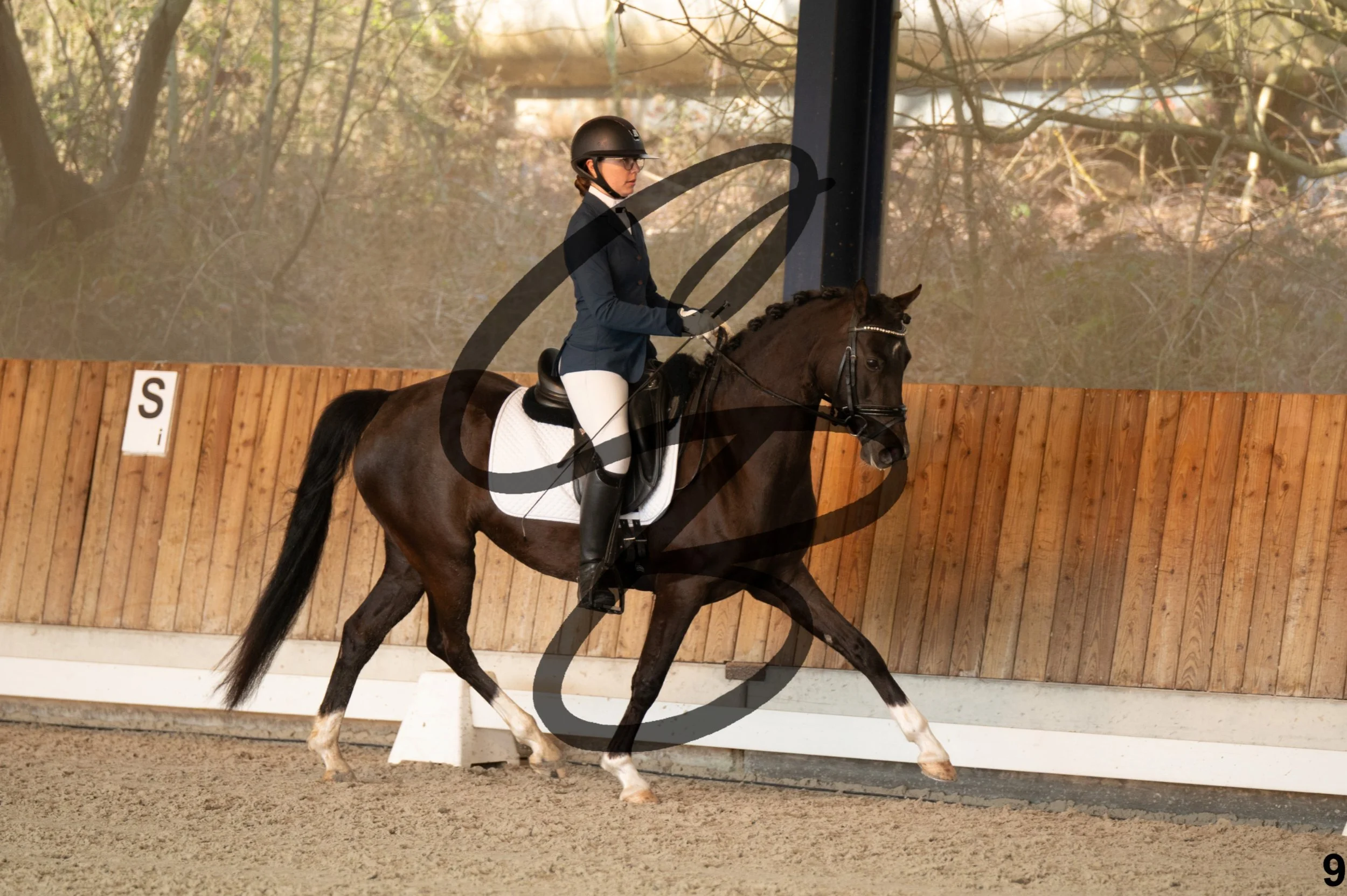 2026.03.22 - jeunes chevaux - 5ans - poneys-9.jpg