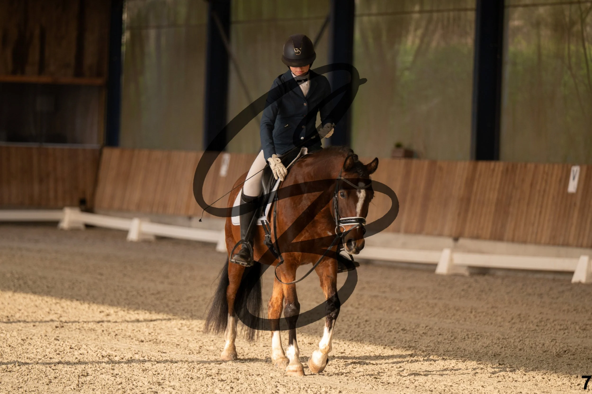 2026.03.22 - jeunes chevaux - poneys - 5ans-7.jpg