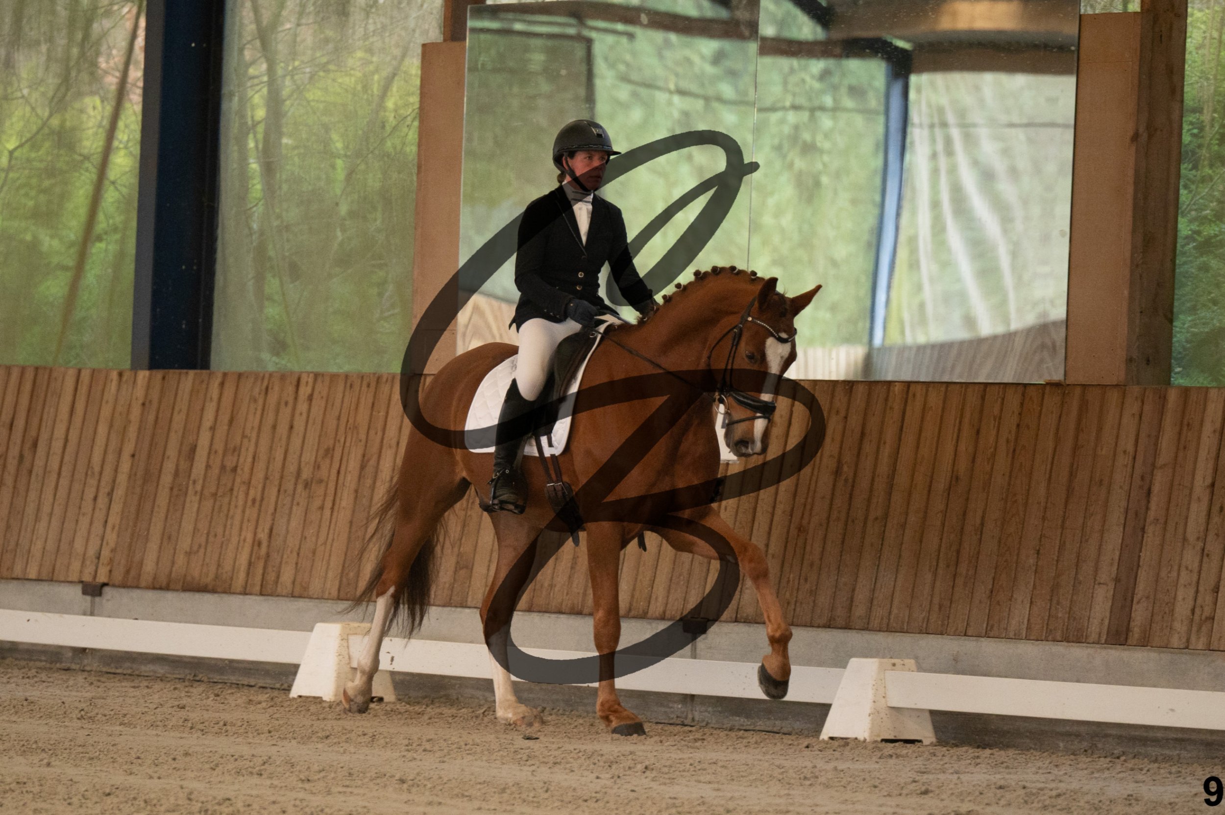 2026.03.22 - jeunes chevaux - 5ans-9.jpg