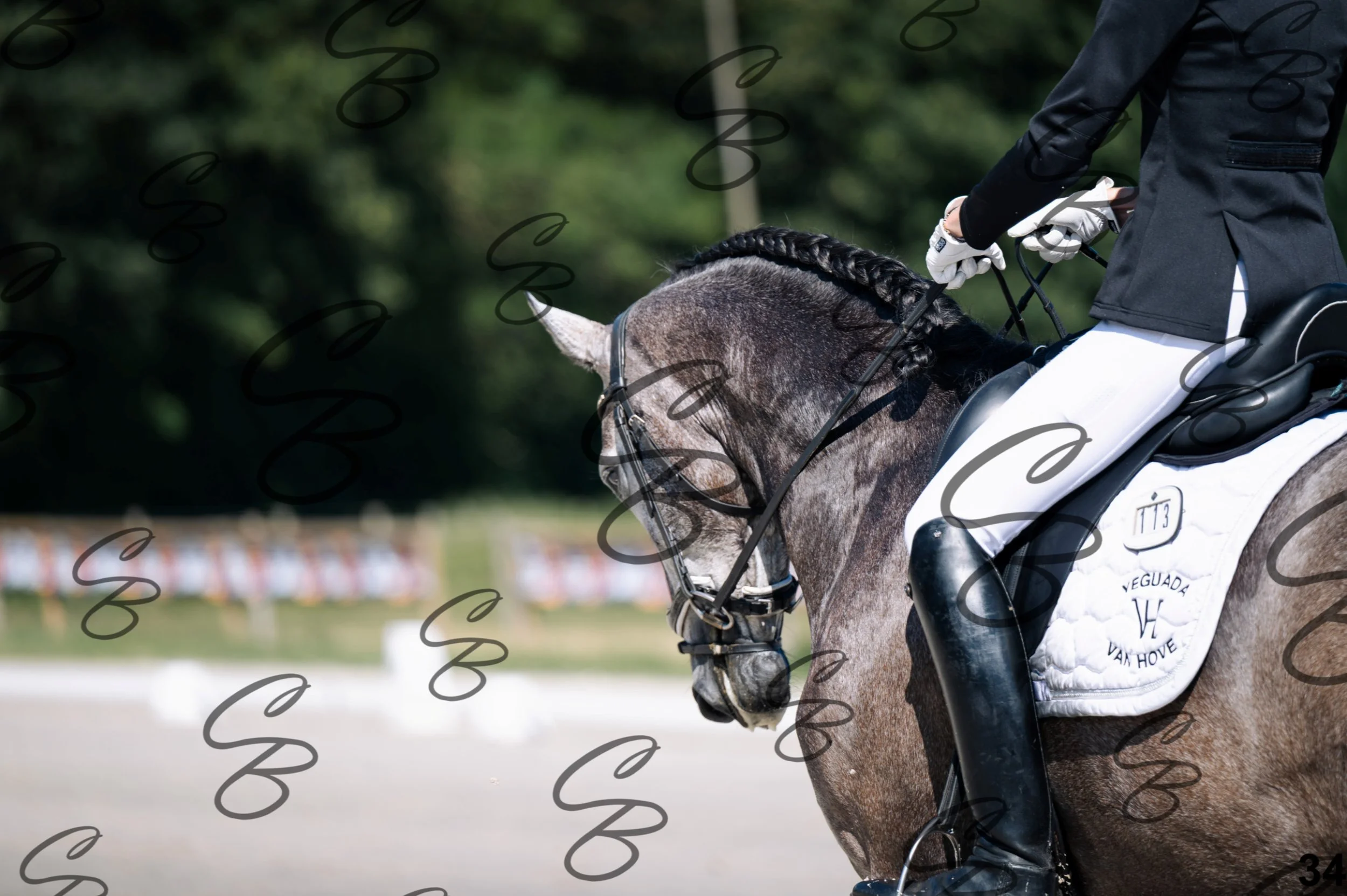 2026.07.11 - 1 Primera - Jonge paarden - Jeunes chevaux -34.jpg