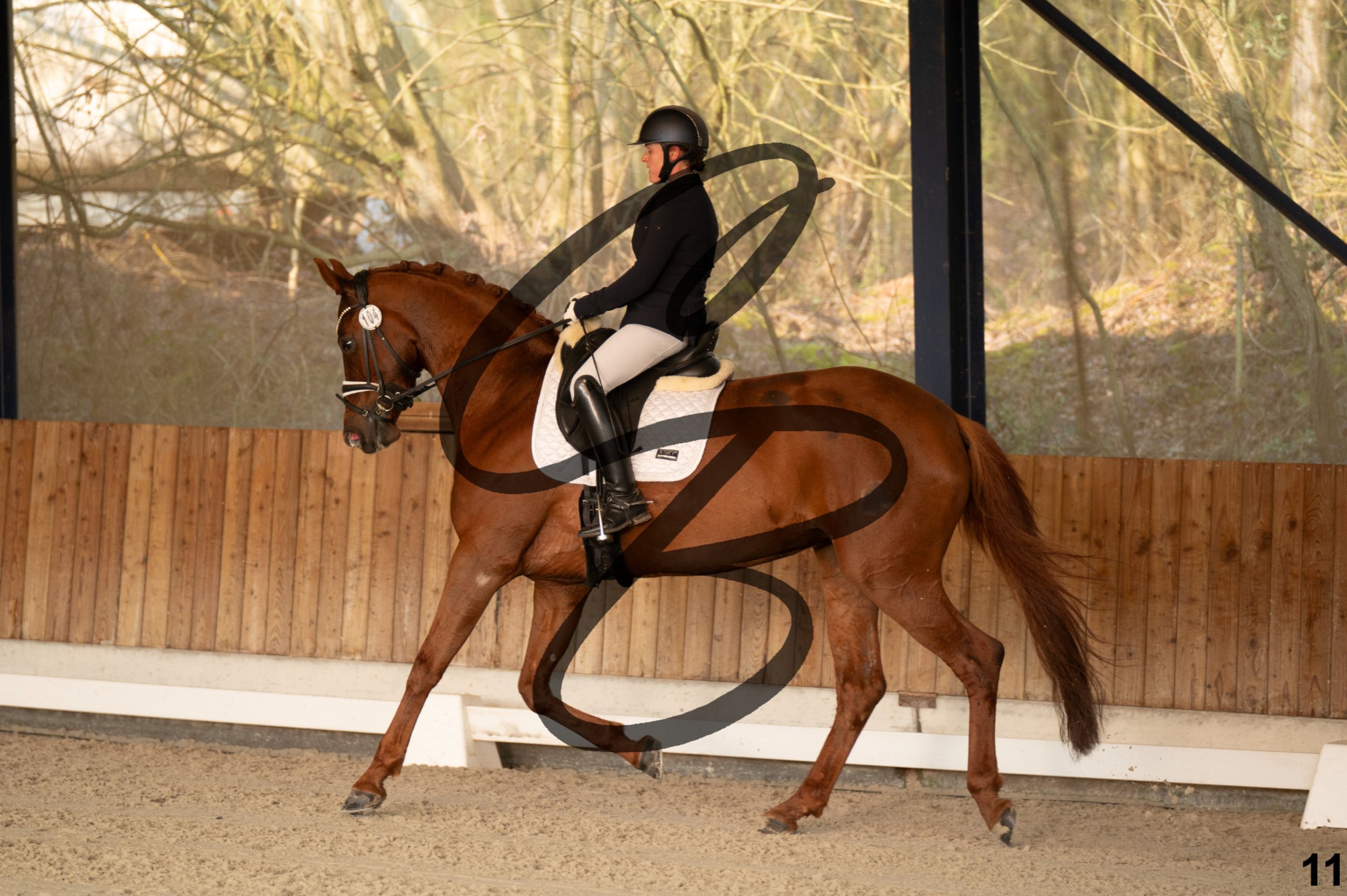 2026.03.22 - jeunes chevaux - 6ans-11.jpg