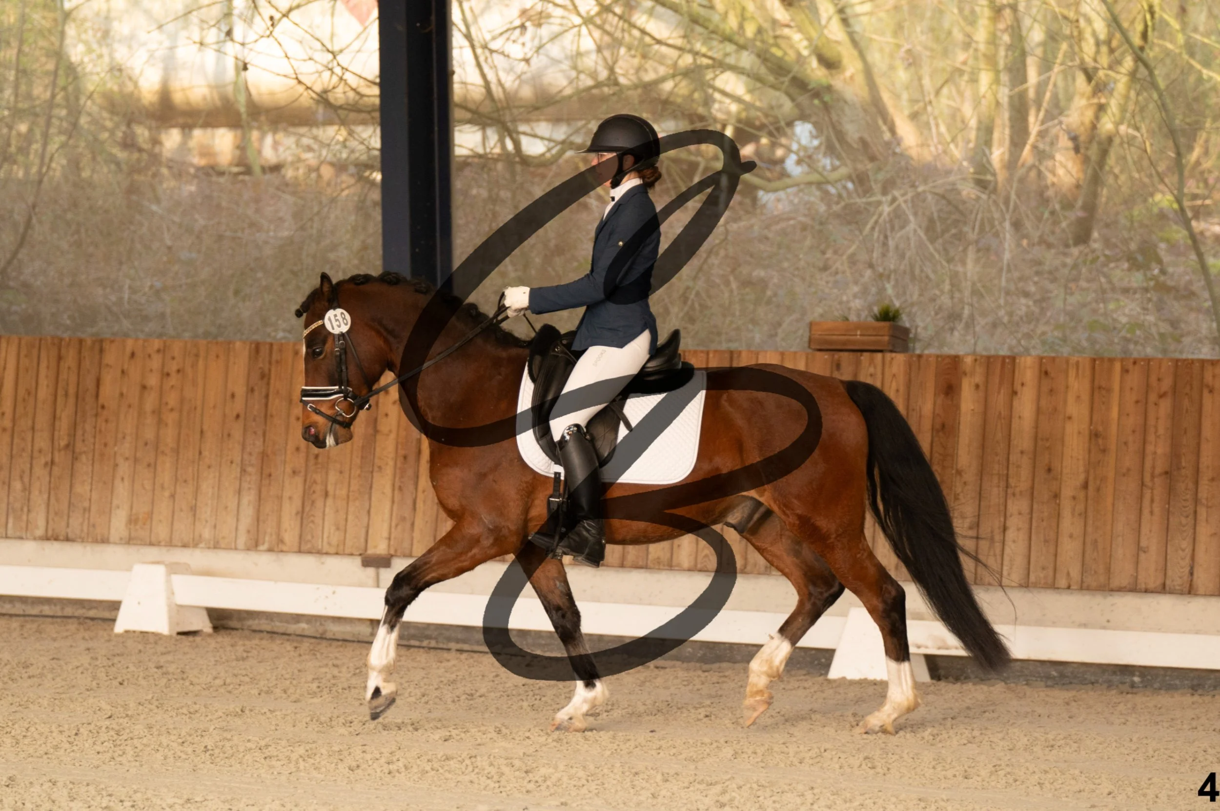 2026.03.22 - jeunes chevaux - poneys - 5ans-4.jpg