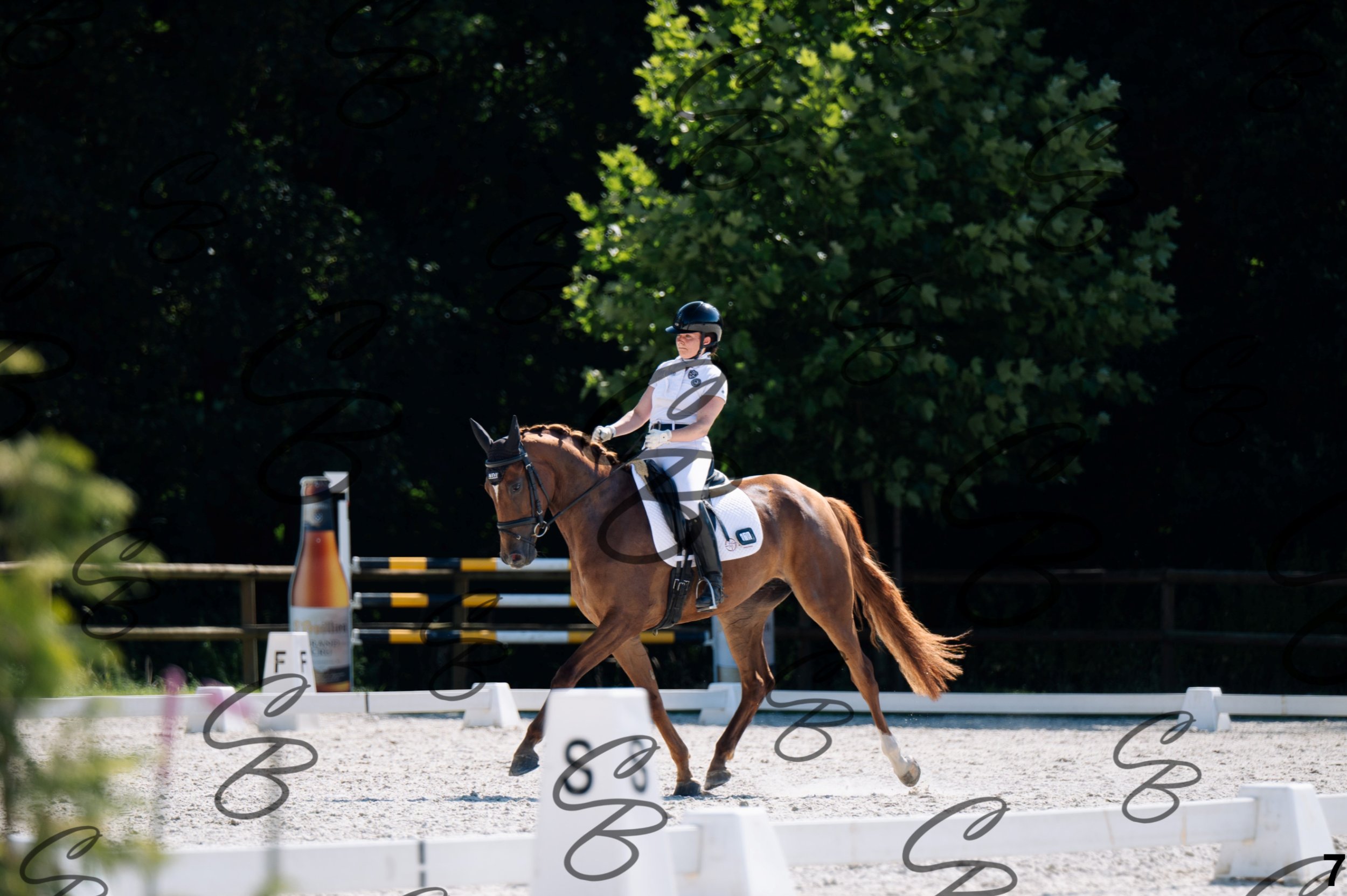 2026.07.12 - Jeunes chevaux - FEI 5YH Preliminary Test-7.jpg