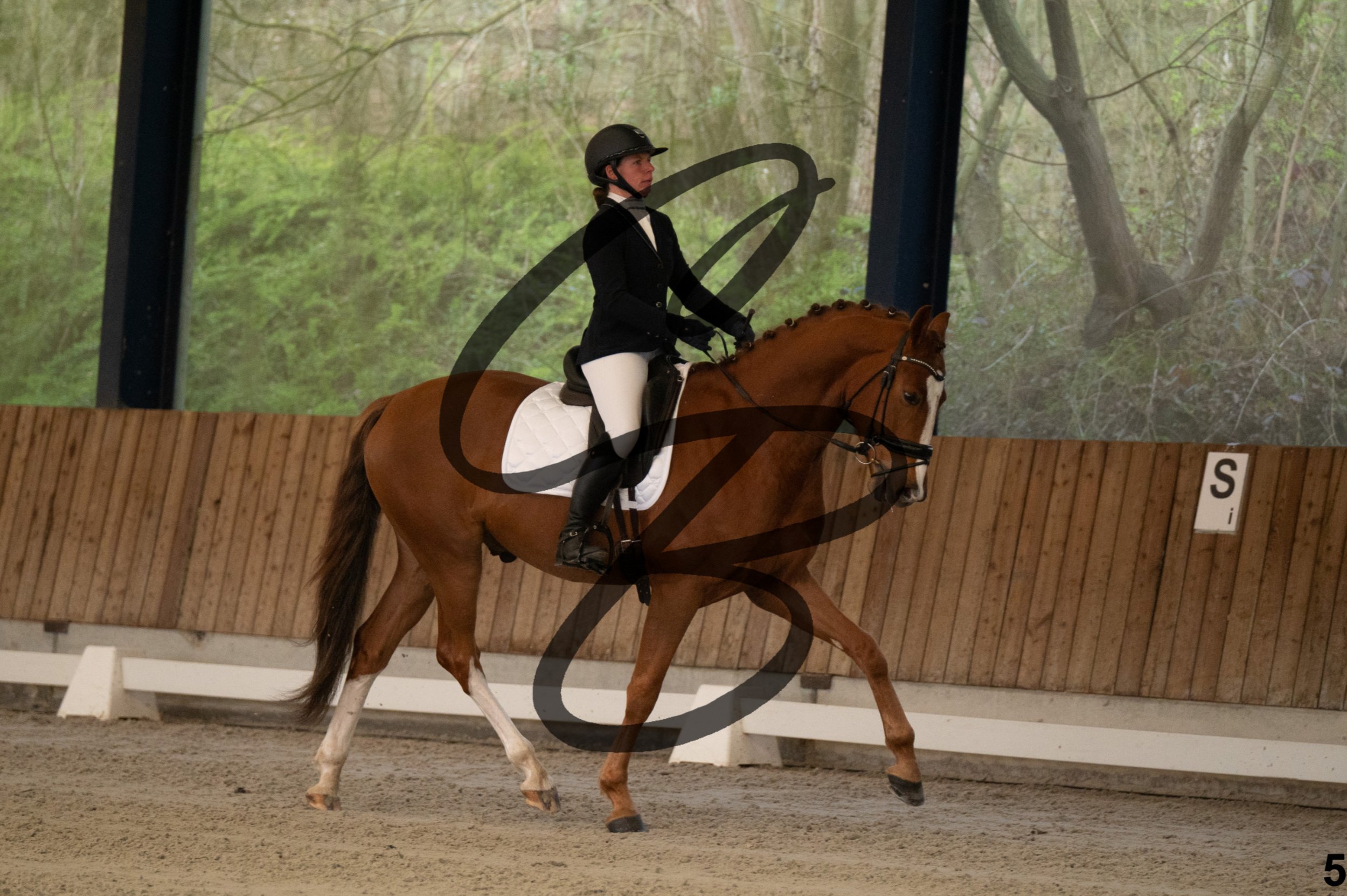 2026.03.22 - jeunes chevaux - 5ans-5.jpg