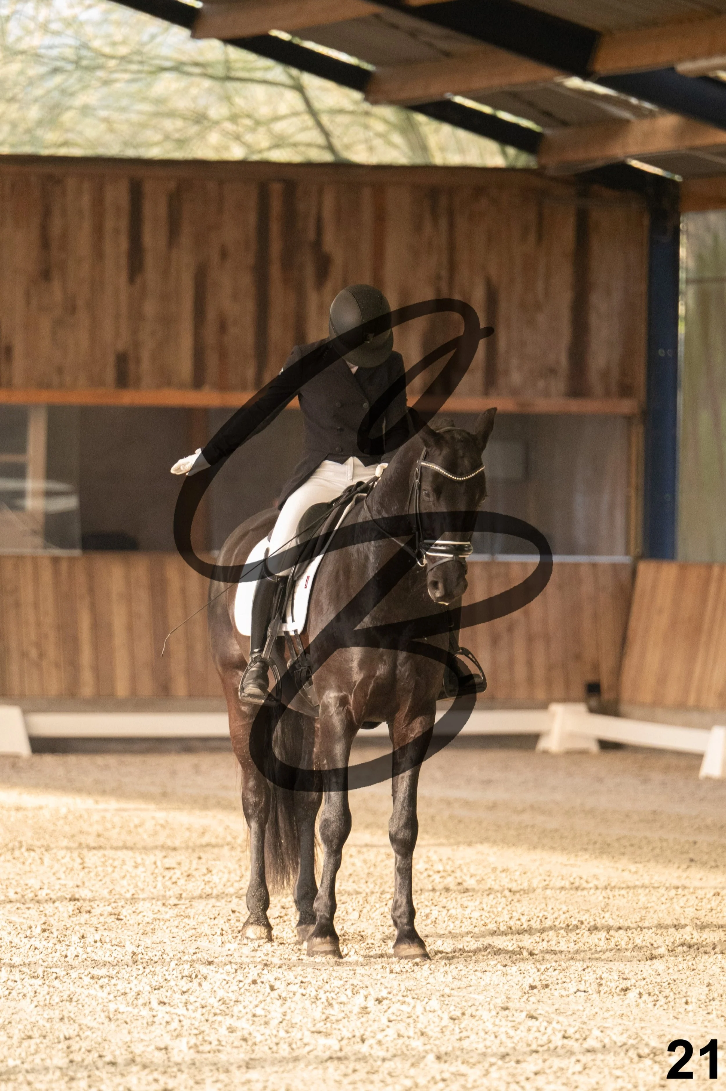 2026.03.22 - jeunes chevaux - 5ans-21.jpg