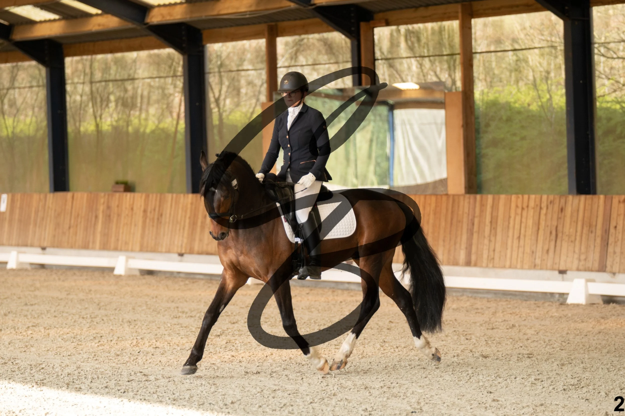 2026.03.22 - jeunes chevaux - 4ans - poneys-2.jpg