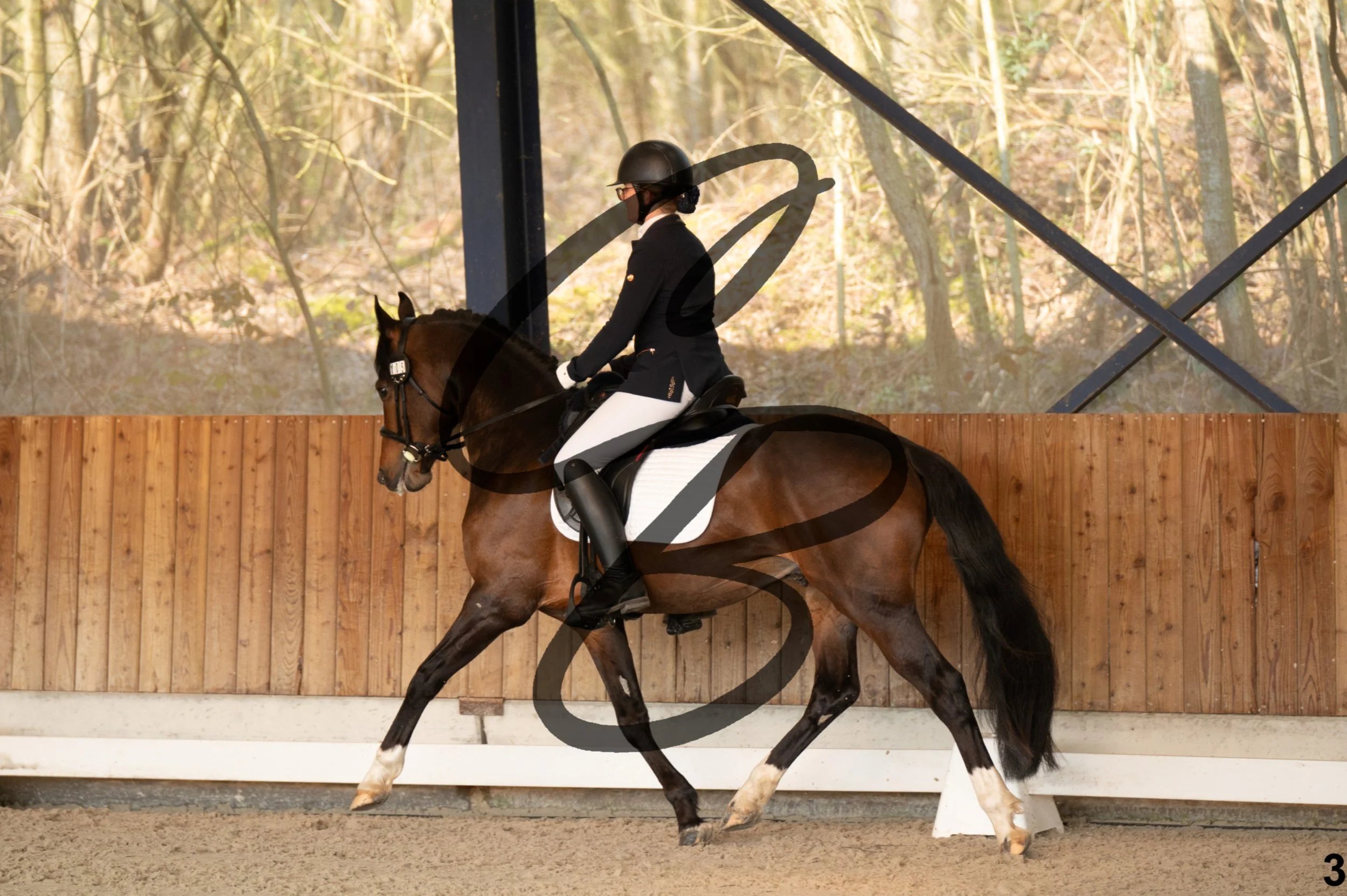 2026.03.22 - jeunes chevaux - 4ans - poneys-3.jpg