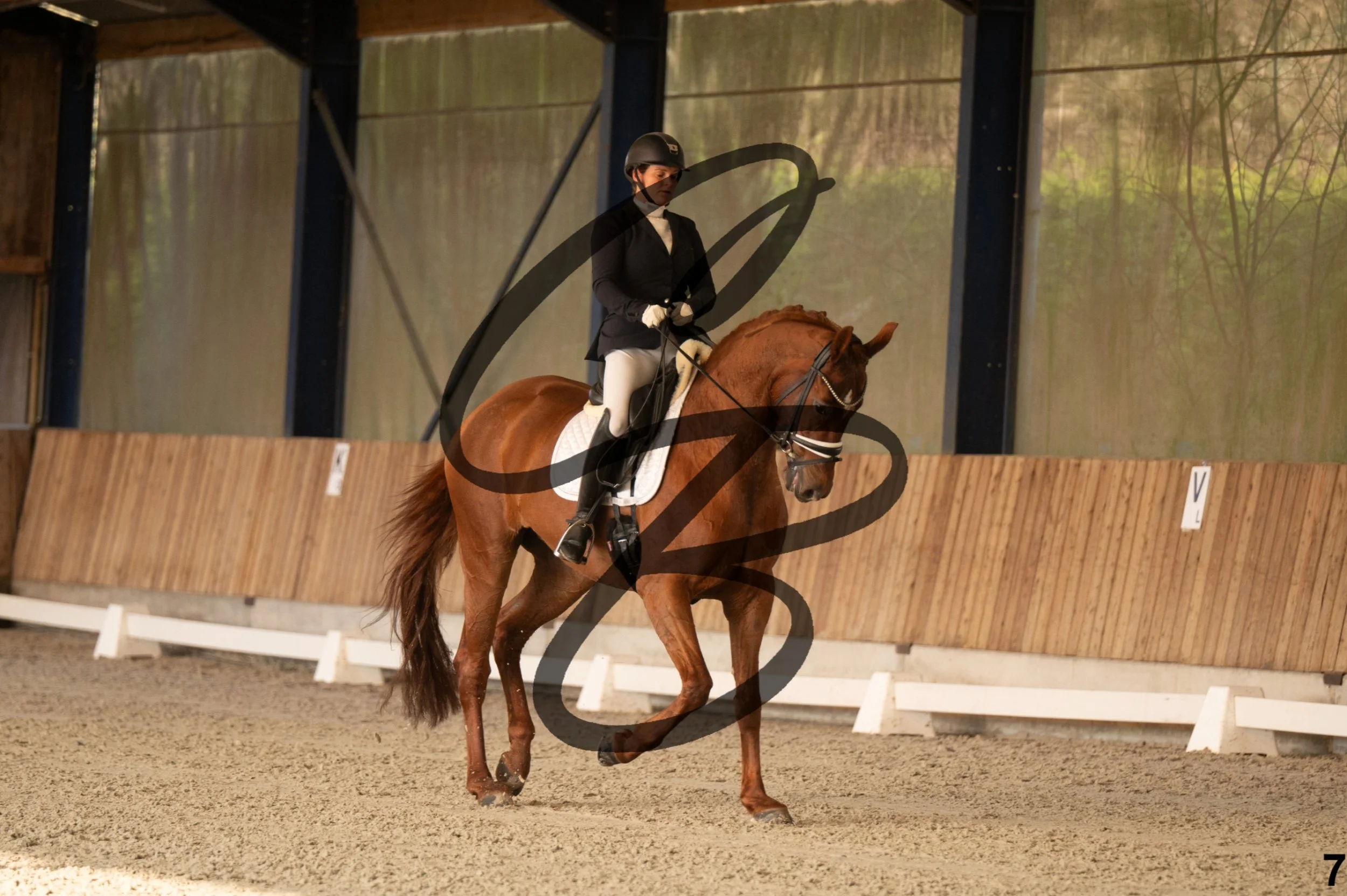 2026.03.22 - jeunes chevaux - 6ans-7.jpg