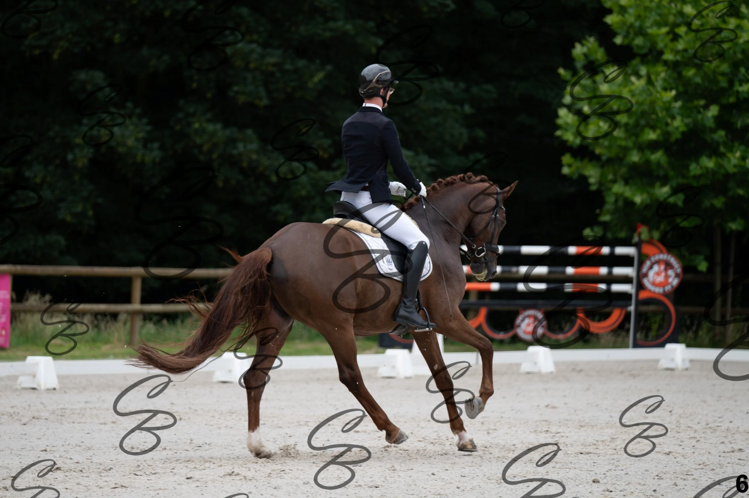2026.07.04 - 1 Robin robert-6.jpg