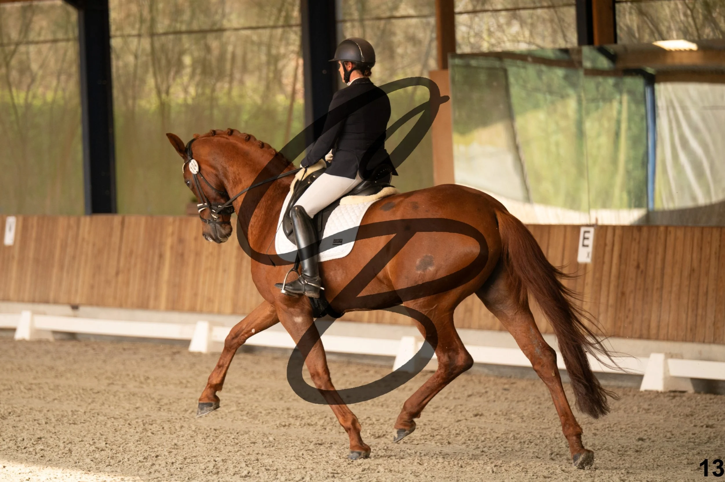 2026.03.22 - jeunes chevaux - 6ans-13.jpg