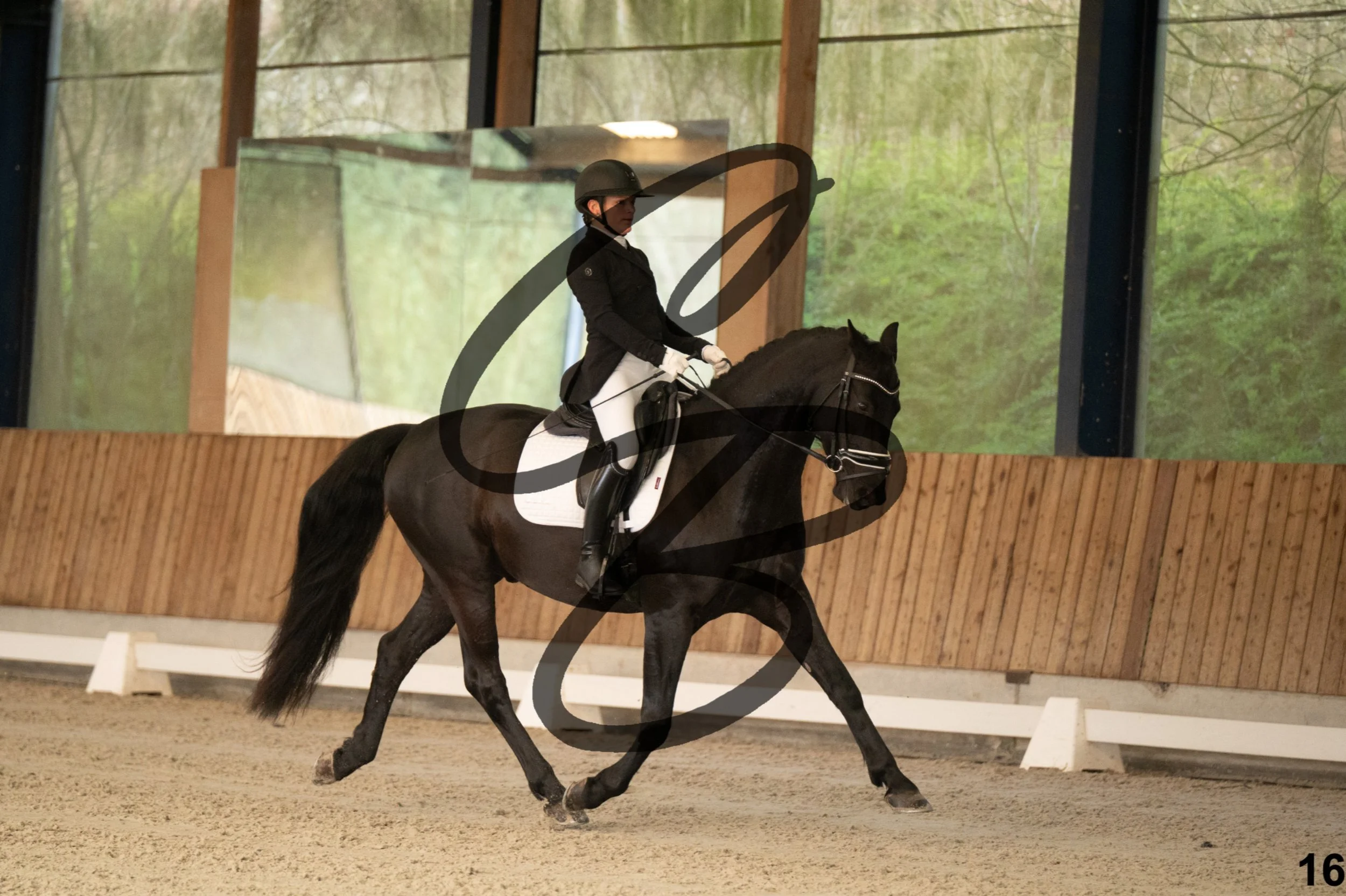 2026.03.22 - jeunes chevaux - 5ans-16.jpg