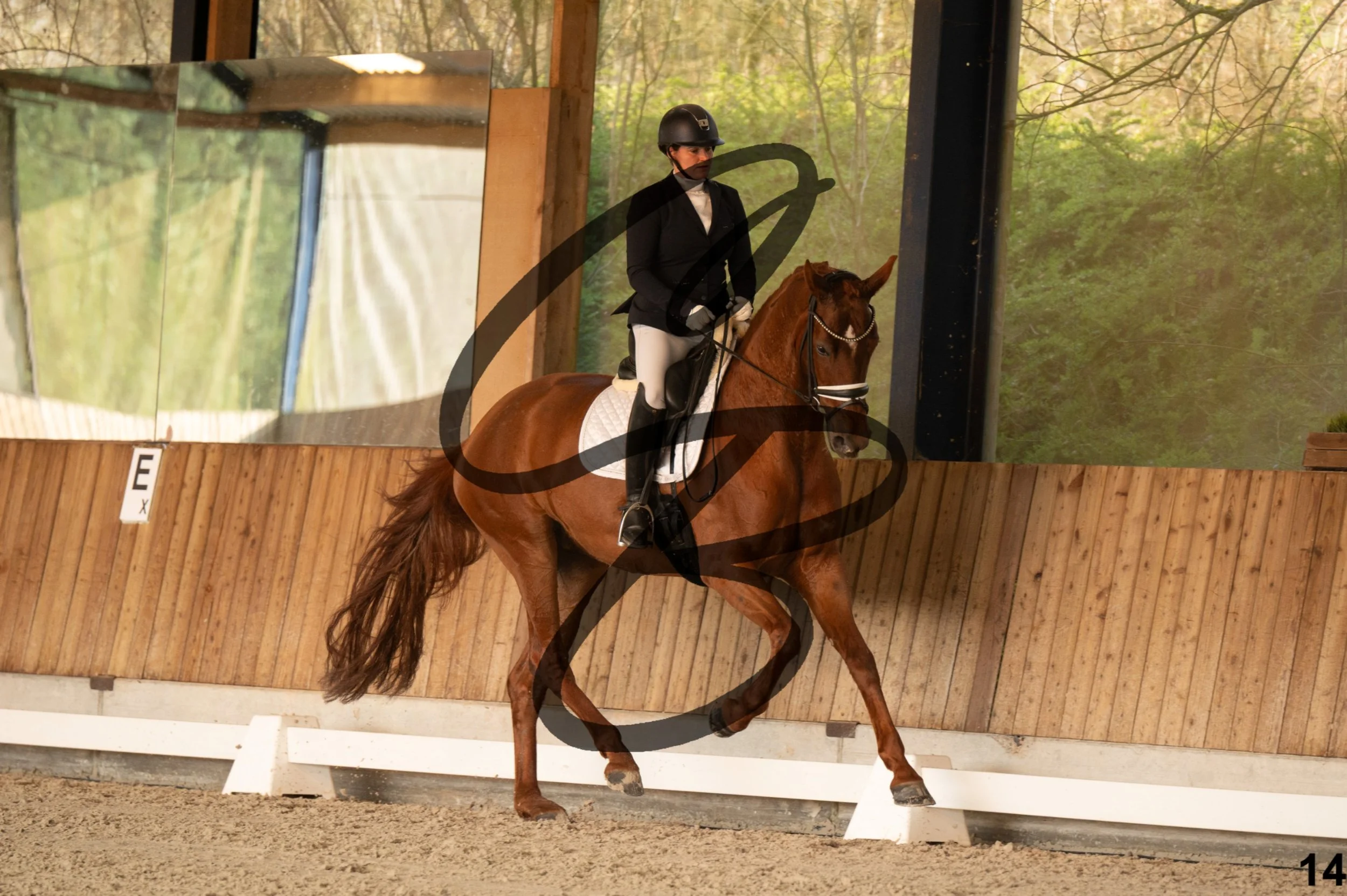 2026.03.22 - jeunes chevaux - 6ans-14.jpg