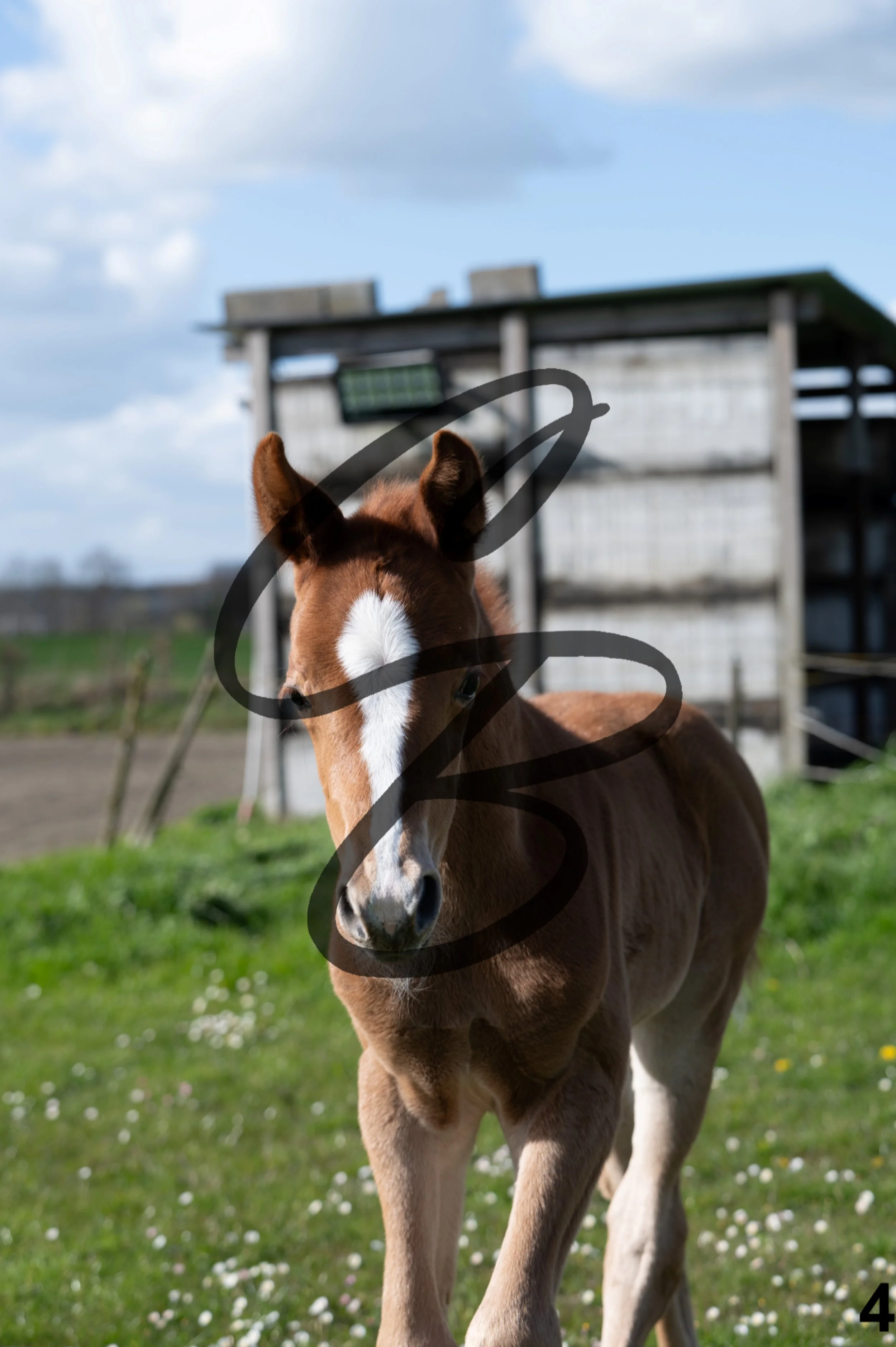 2026.03.28 - Galerie photo - shooting concours-5.jpg
