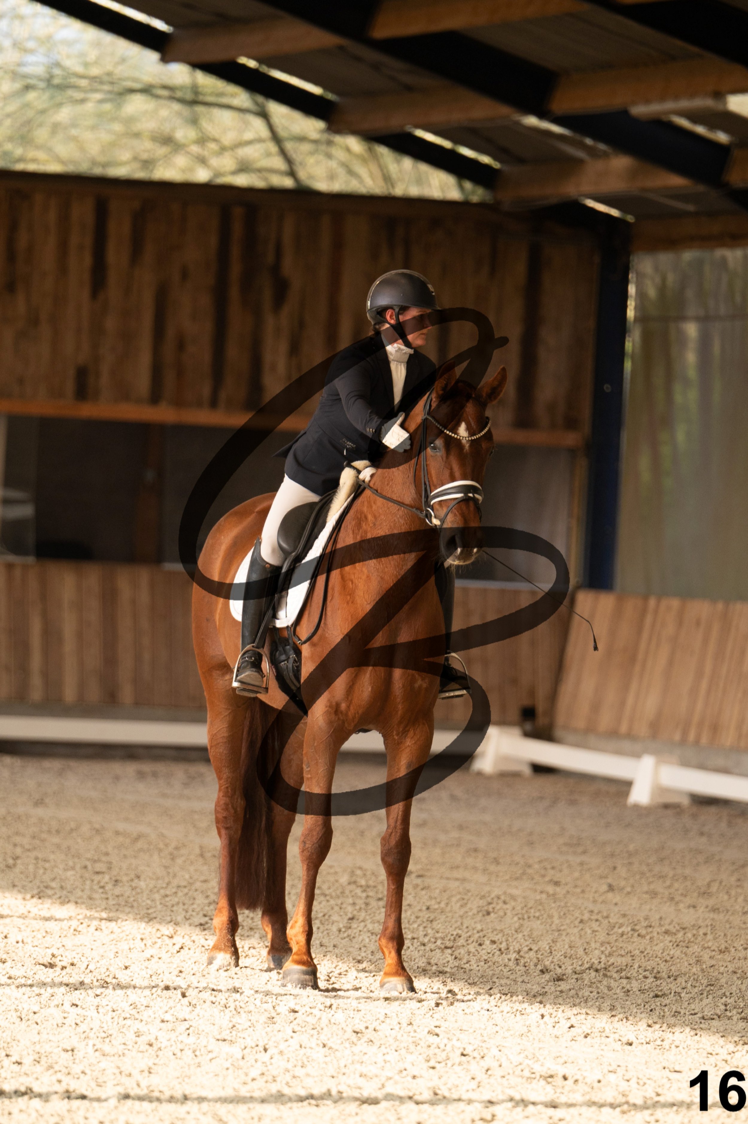 2026.03.22 - jeunes chevaux - 6ans-16.jpg