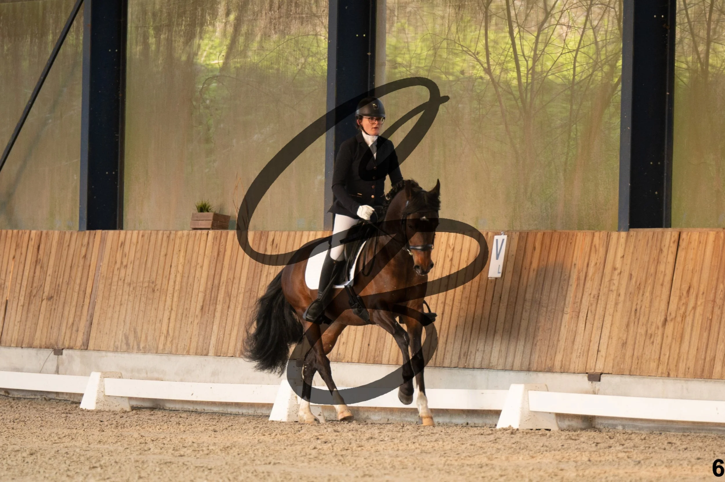 2026.03.22 - jeunes chevaux - 4ans - poneys-6.jpg