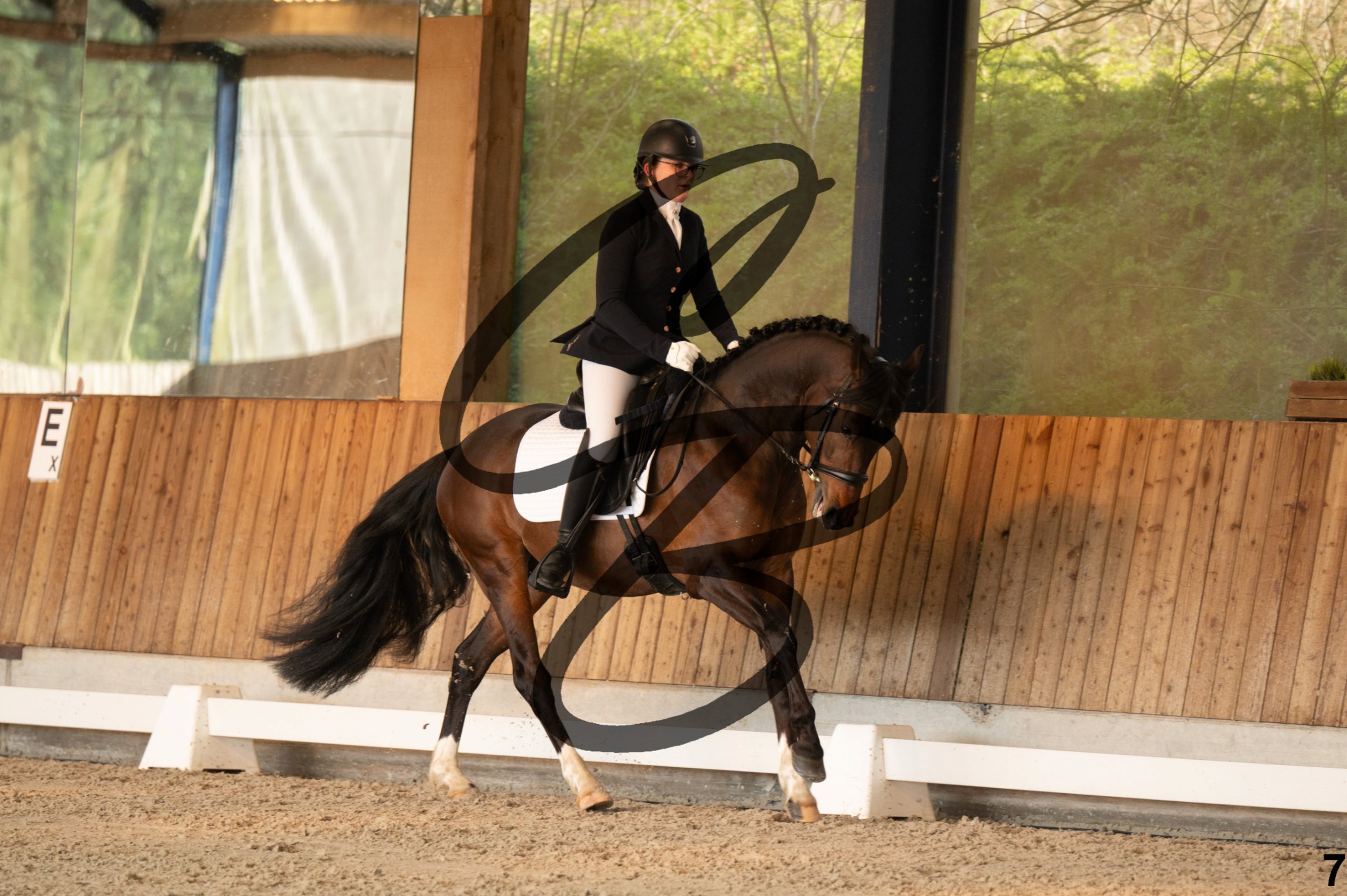 2026.03.22 - jeunes chevaux - 4ans - poneys-7.jpg