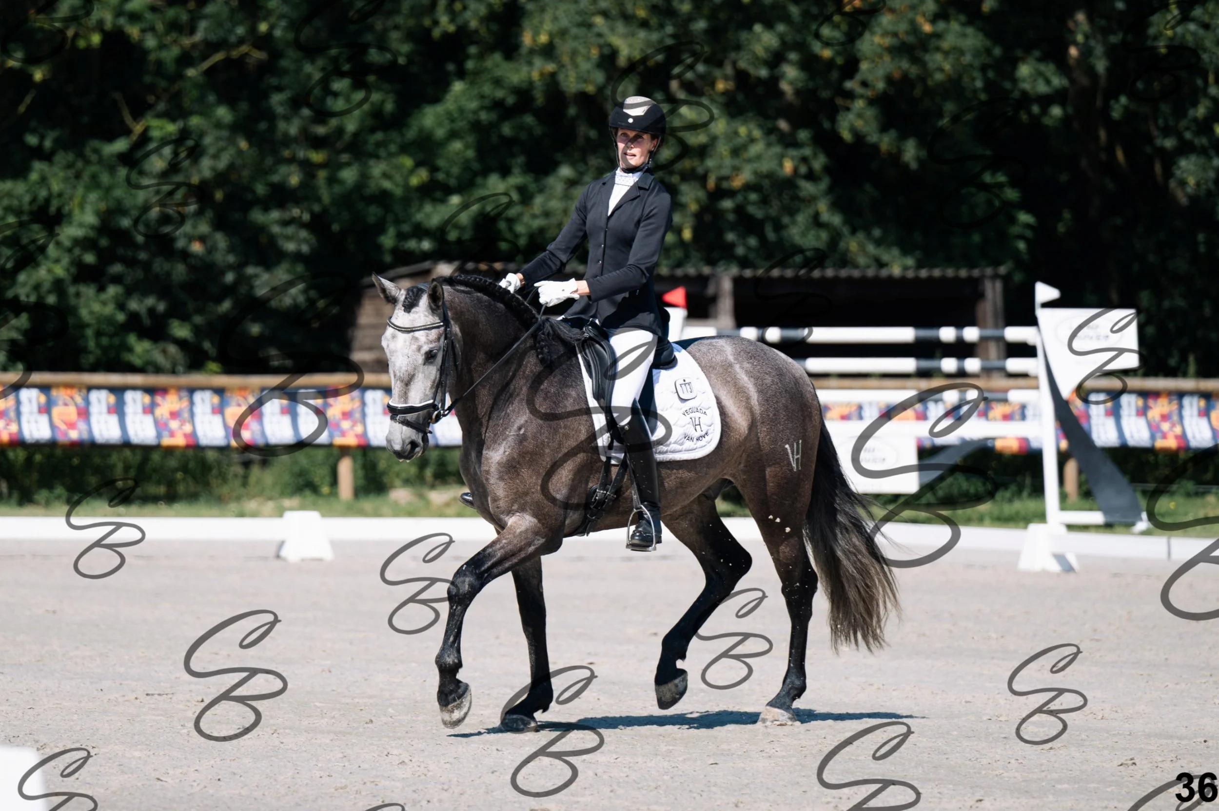 2026.07.11 - 1 Primera - Jonge paarden - Jeunes chevaux -36.jpg