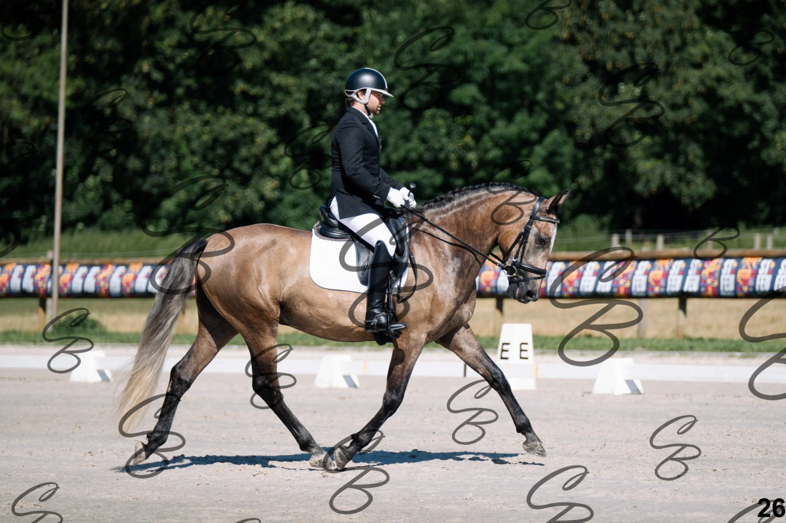 2026.07.11 - 1 Primera - Jonge paarden - Jeunes chevaux -26.jpg