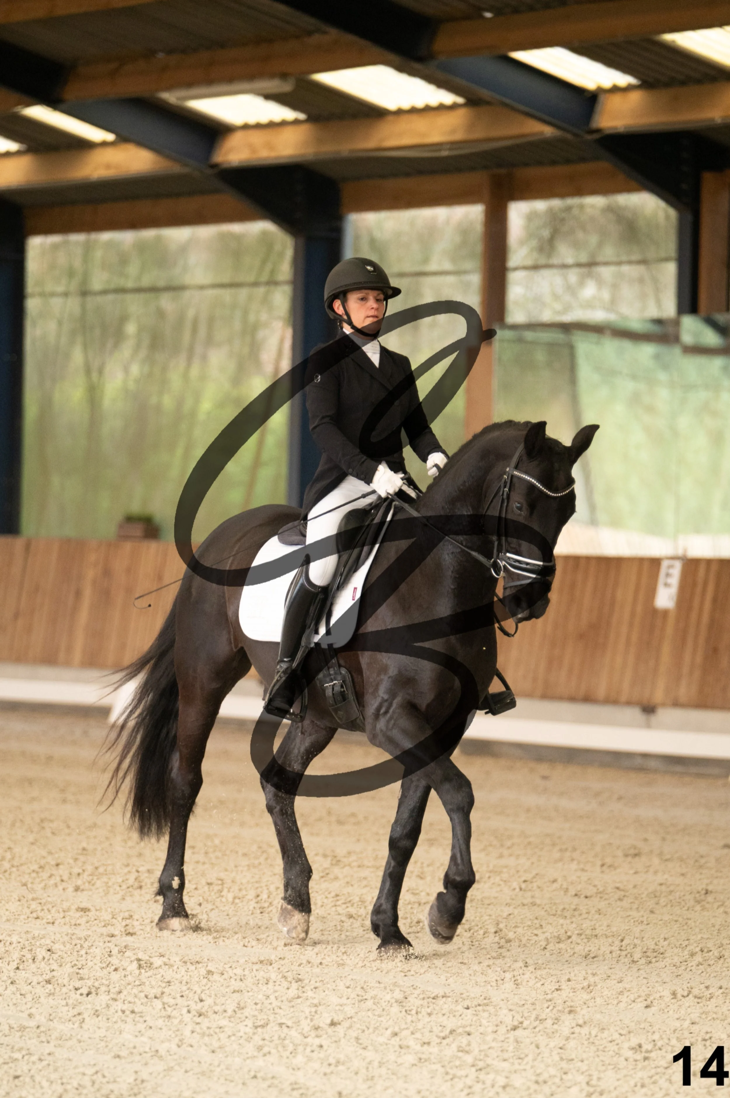 2026.03.22 - jeunes chevaux - 5ans-14.jpg