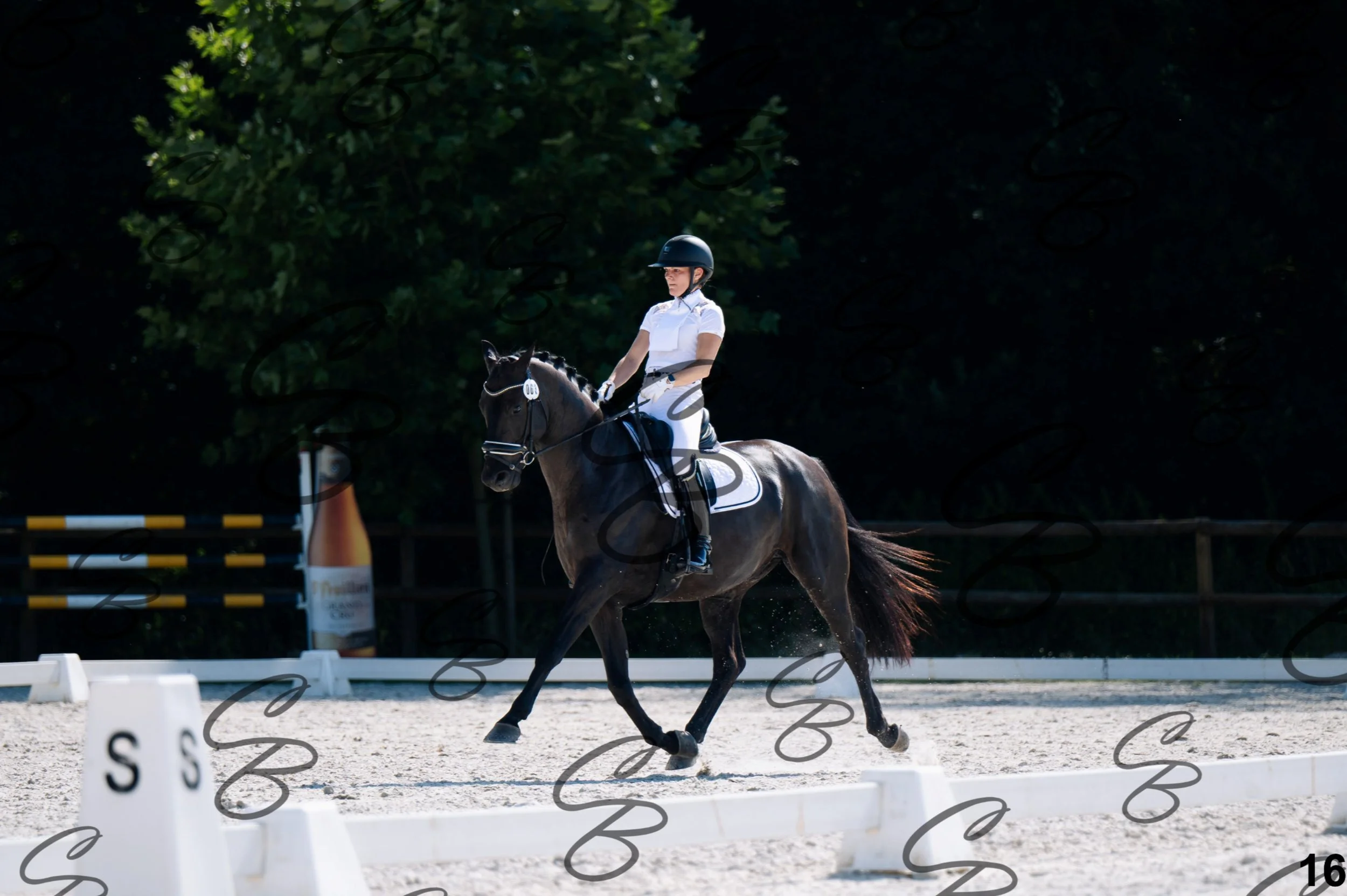2026.07.12 - Jeunes chevaux - FEI 5YH Preliminary Test-16.jpg