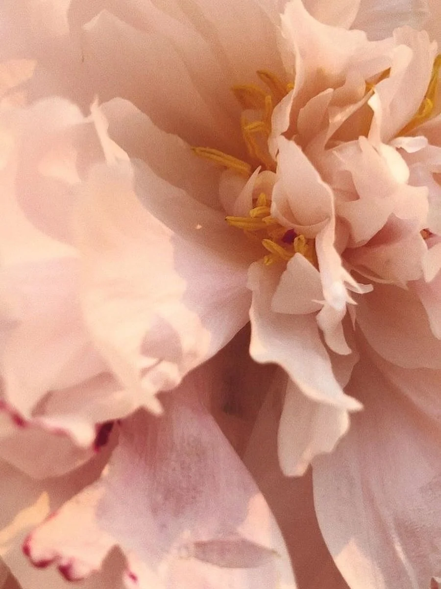 &ldquo;Beauty is not in the face; beauty is a light in the heart.&rdquo; &mdash; Kahlil Gibran 💗