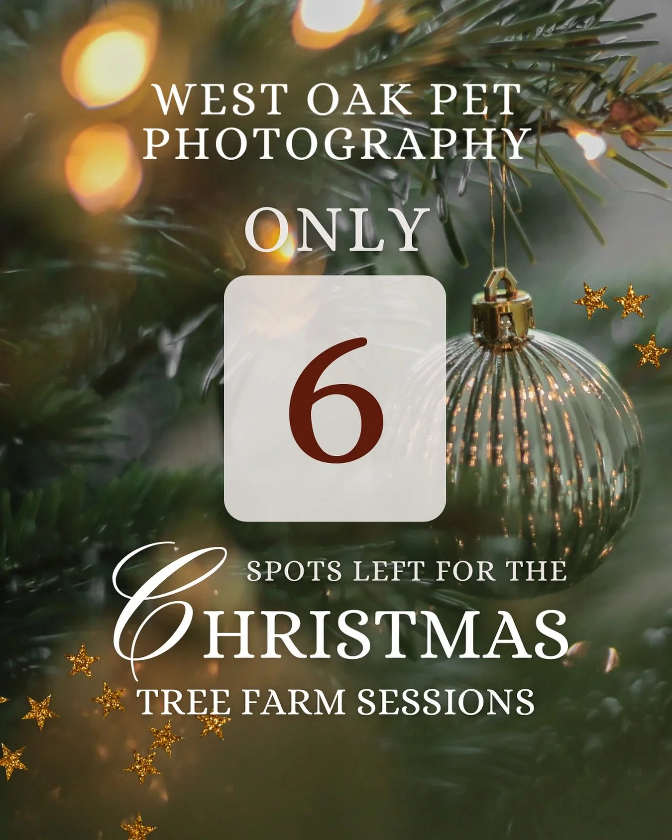 Wow! I am so incredibly excited by the response to The Christmas Tree Farm Experience. There are now only 6 spots left for the entire weekend!
For those of you who have been dreaming of beautiful, heartfelt holiday portraits with your dog (and the w