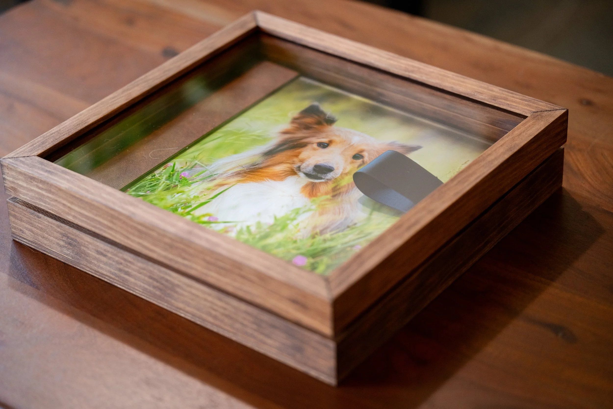 Introducing Three Heirloom Albums for Your Dog Photography Session in Southeast Michigan