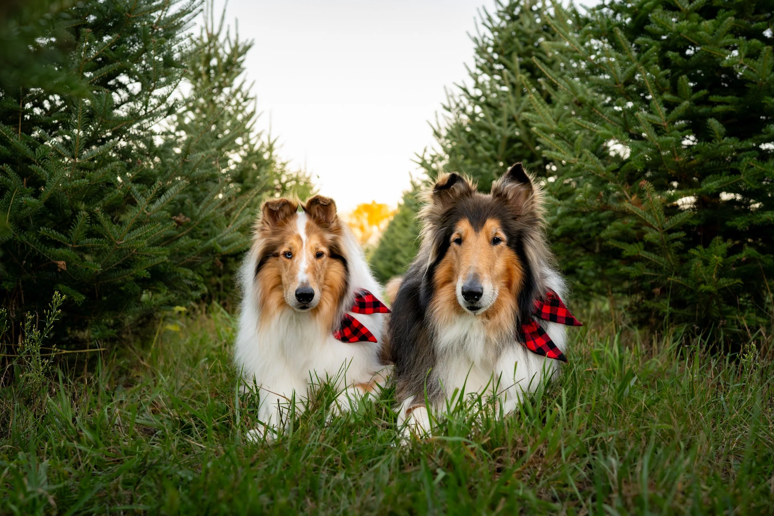 25.10.08-West-Oak-Pet-Photography---Hillside-Christmas-Tree-Farm-0727-5.jpg