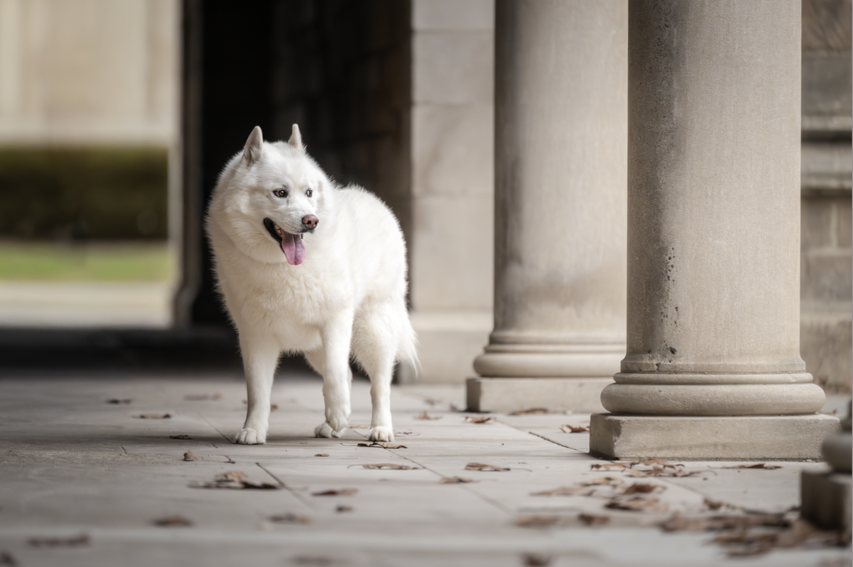 Example showing leash during session and final edited photo without leash
