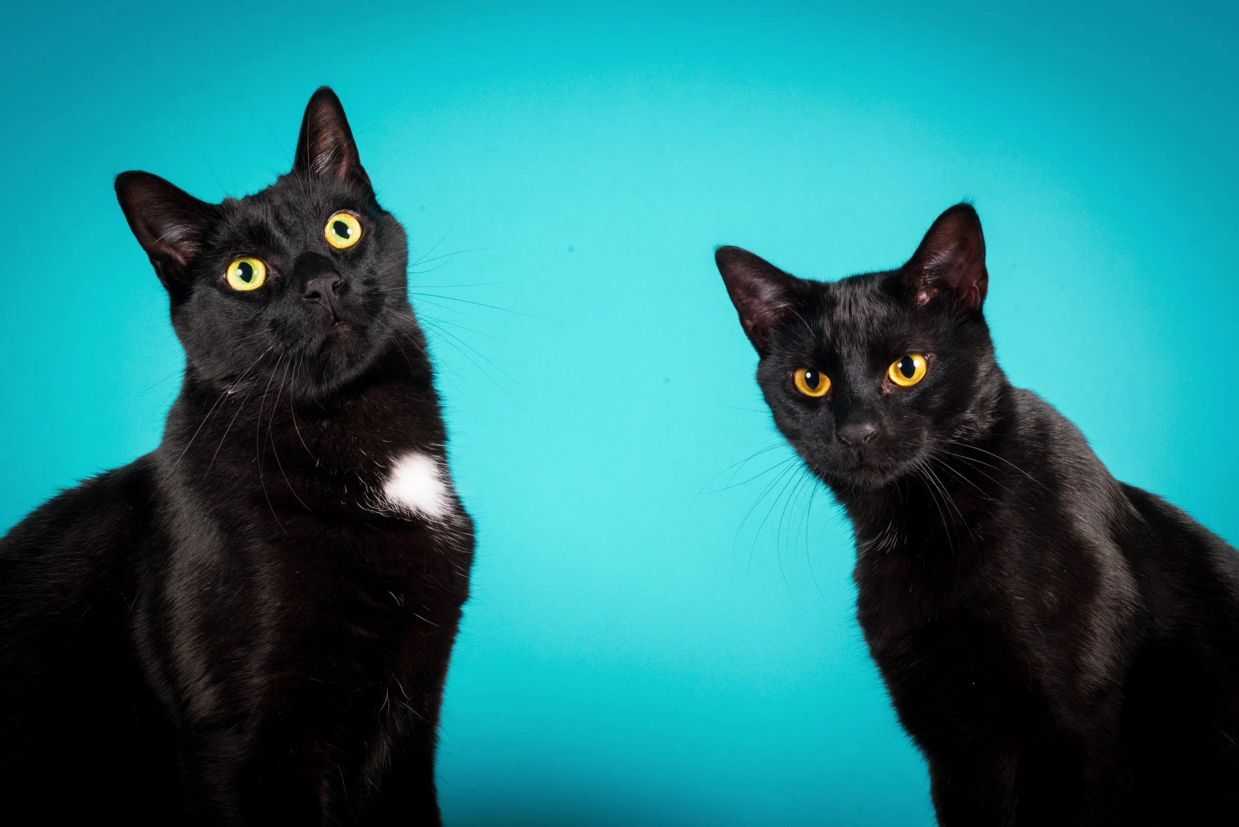 Two black cats with yellow eyes against a bright blue background.