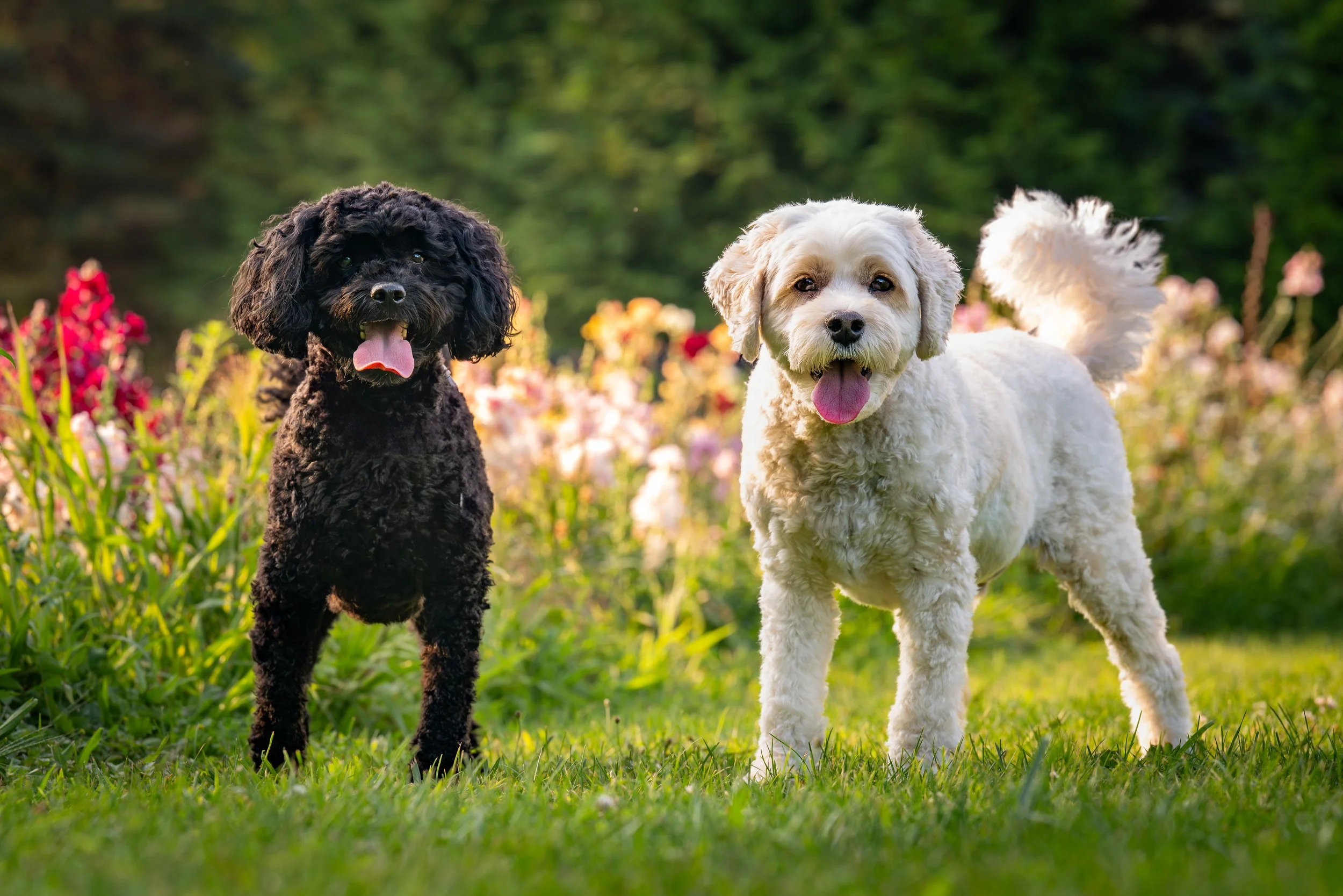 West Oak Pet Photography - Terraces Flower Farm - Spary, Eddie and Kaline 2025-21.jpg