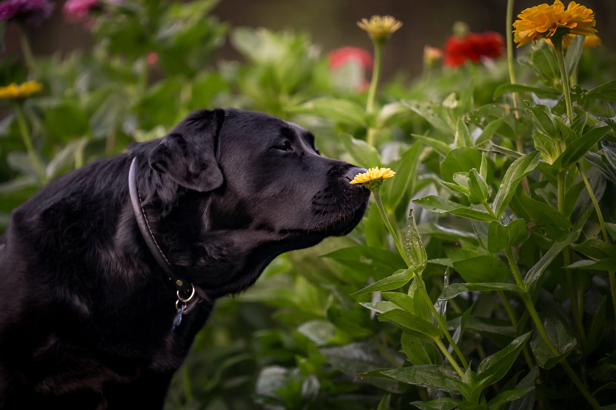 25.07.13-Flower-Farm-Model-Call---Hattie-0196.jpg