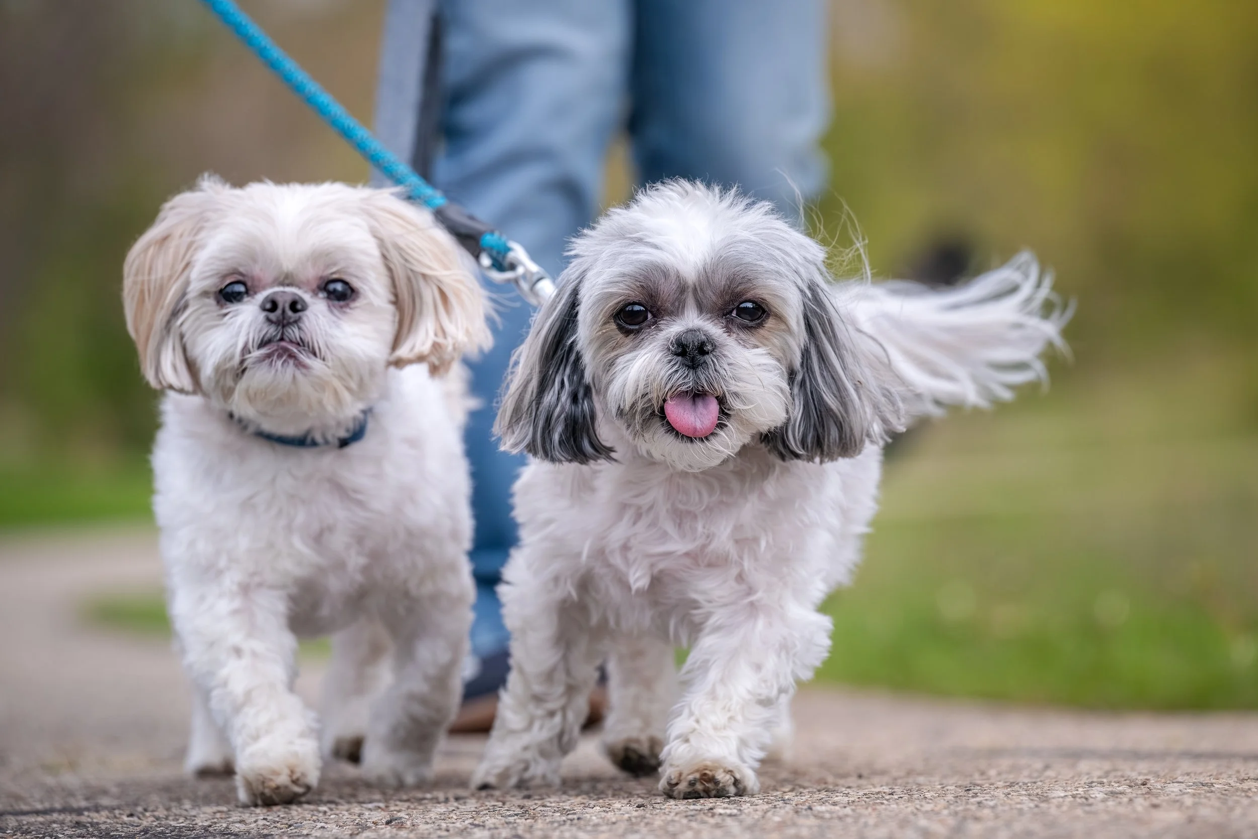 Two leashed dogs walking during an Ann Arbor pet photography session at Lillie Park