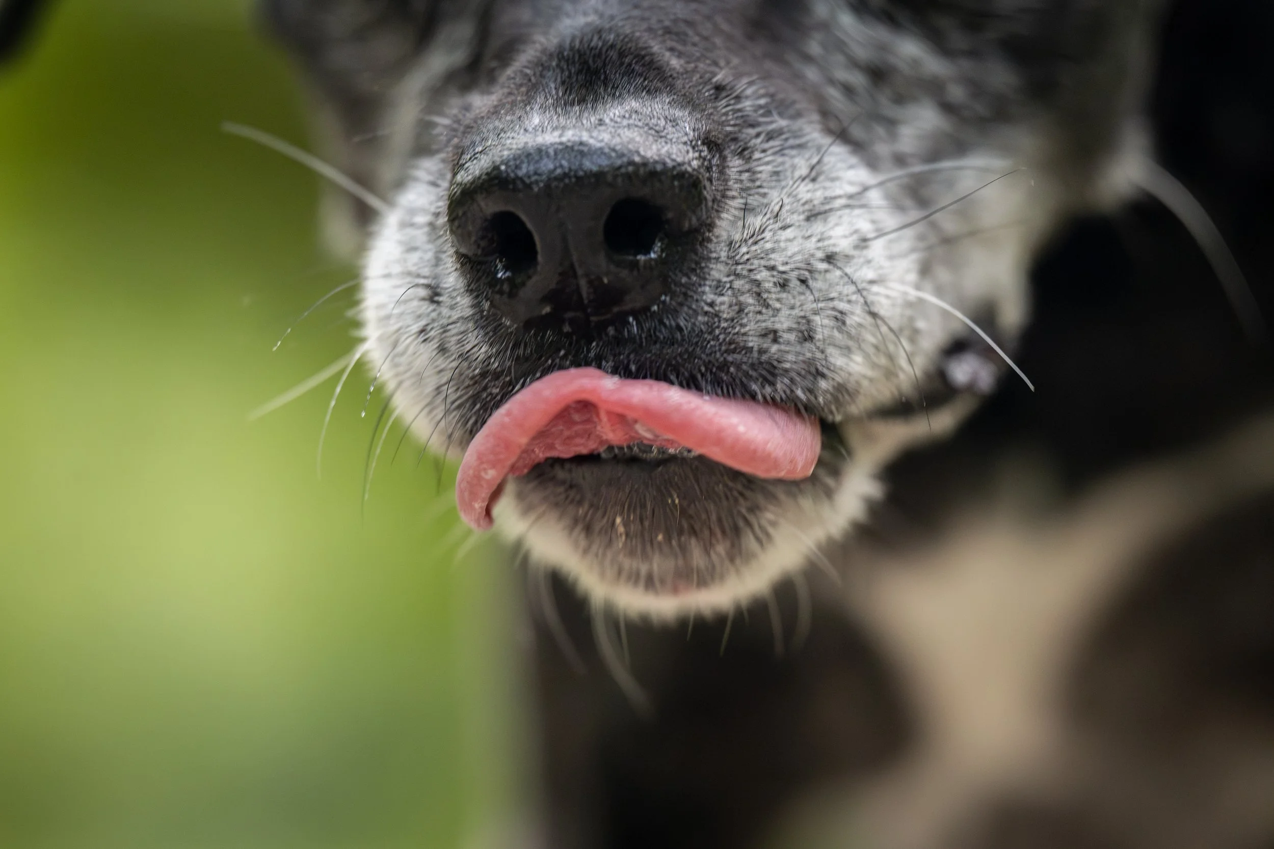 West Oak Dog Photography - Southeast Michigan Pet Photographer - Closeup of senior dog muzzle at Sandra Richardson Memorial Park in Milan, Michigan.jpg