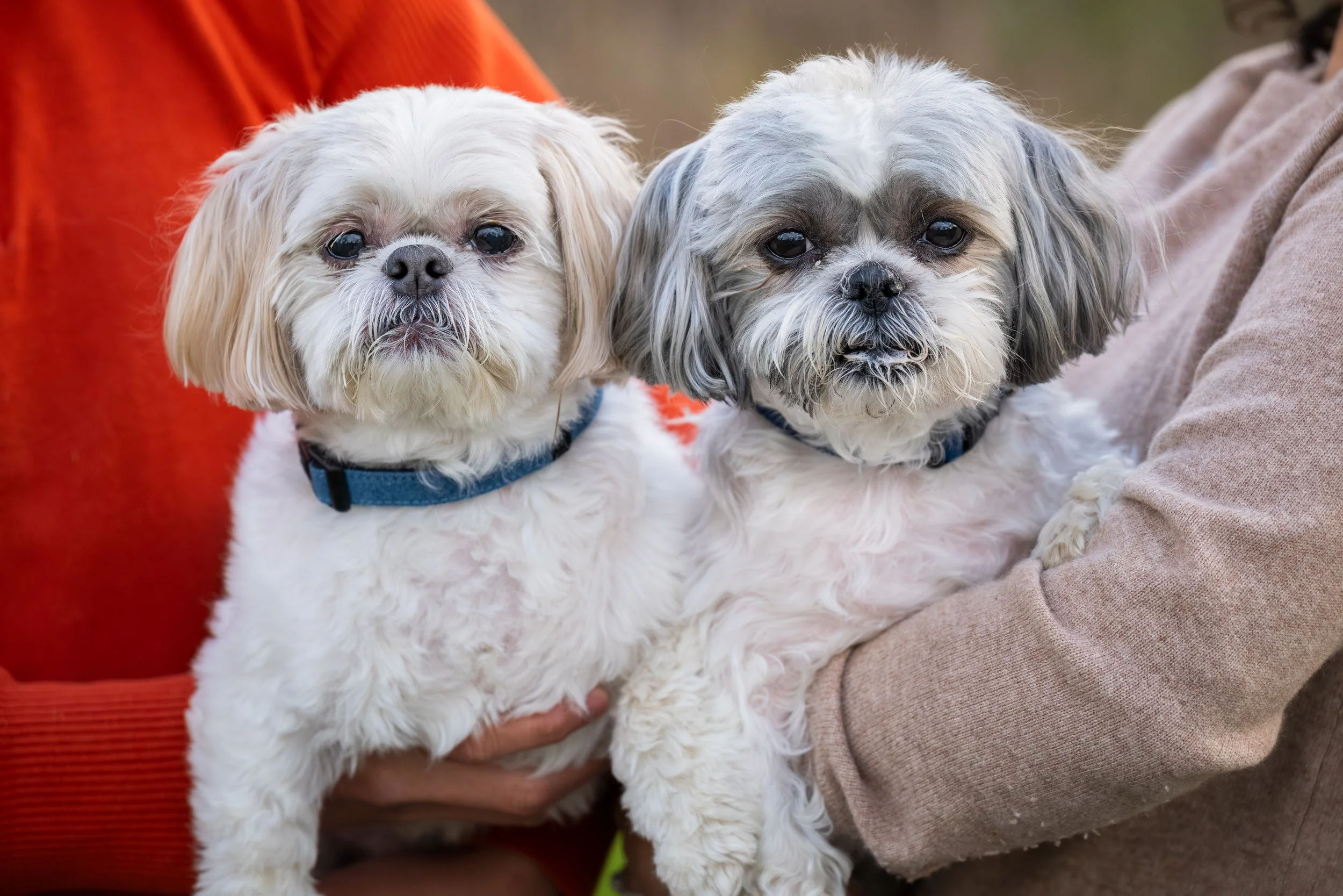 Two small dogs being held by their people during a relaxed dog photography session at Lillie Park in Ann Arbor