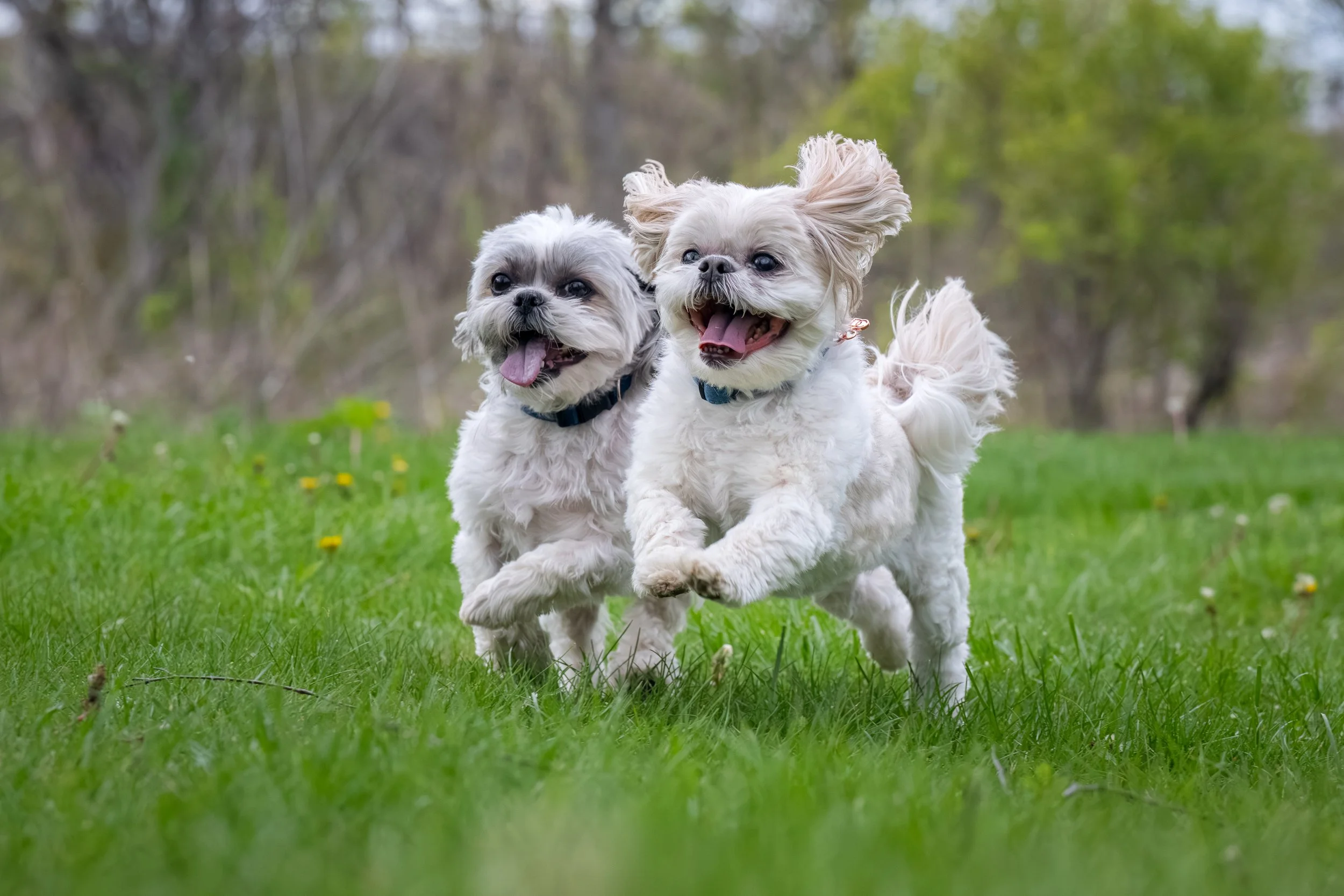 Two small dogs running through grass during a relaxed dog photography session at Lillie Park in Ann Arbor