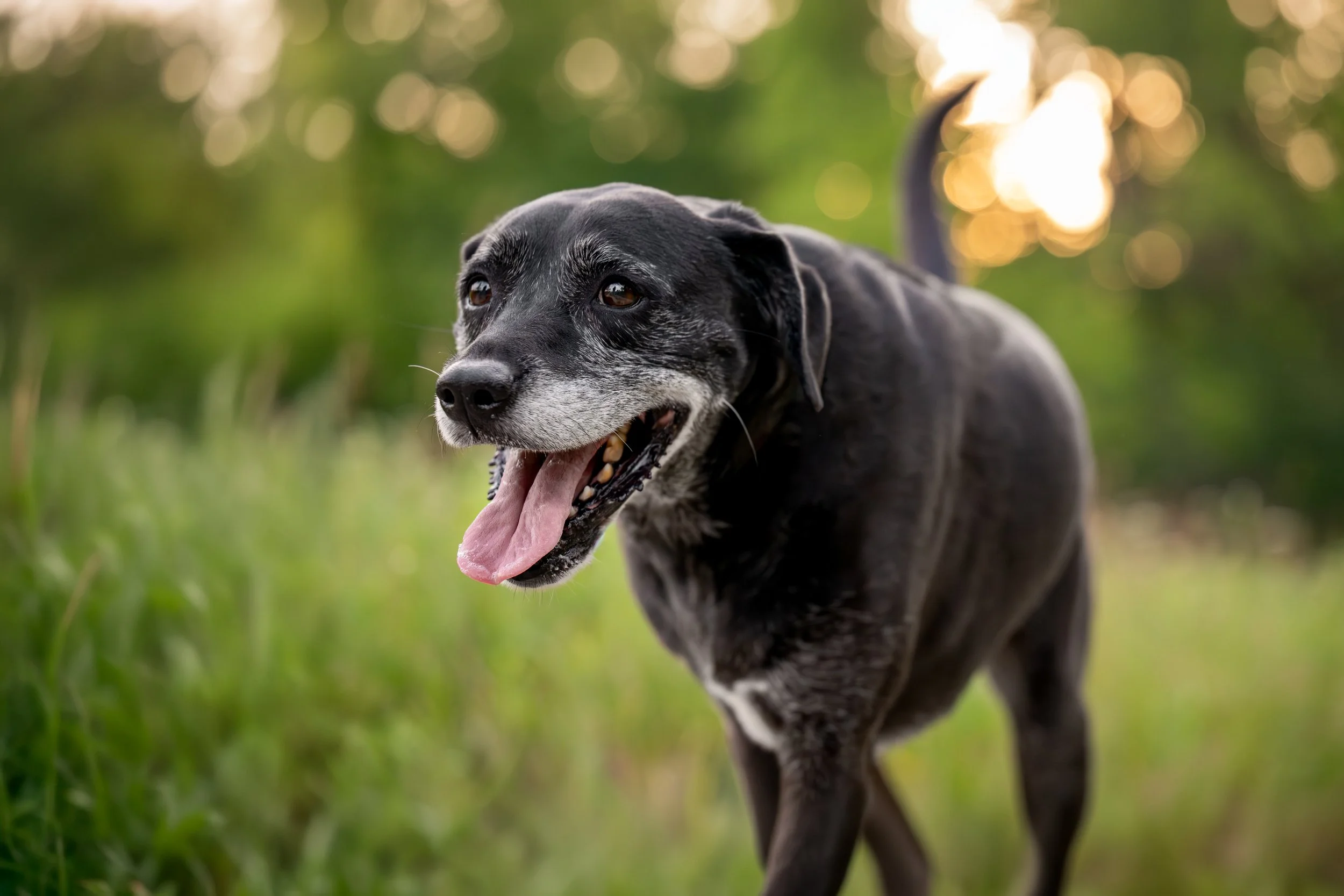 West Oak Dog Photography - Southeast Michigan Pet Photographer - Dog at Sandra Richardson Memorial Park in Milan, Michigan.jpg