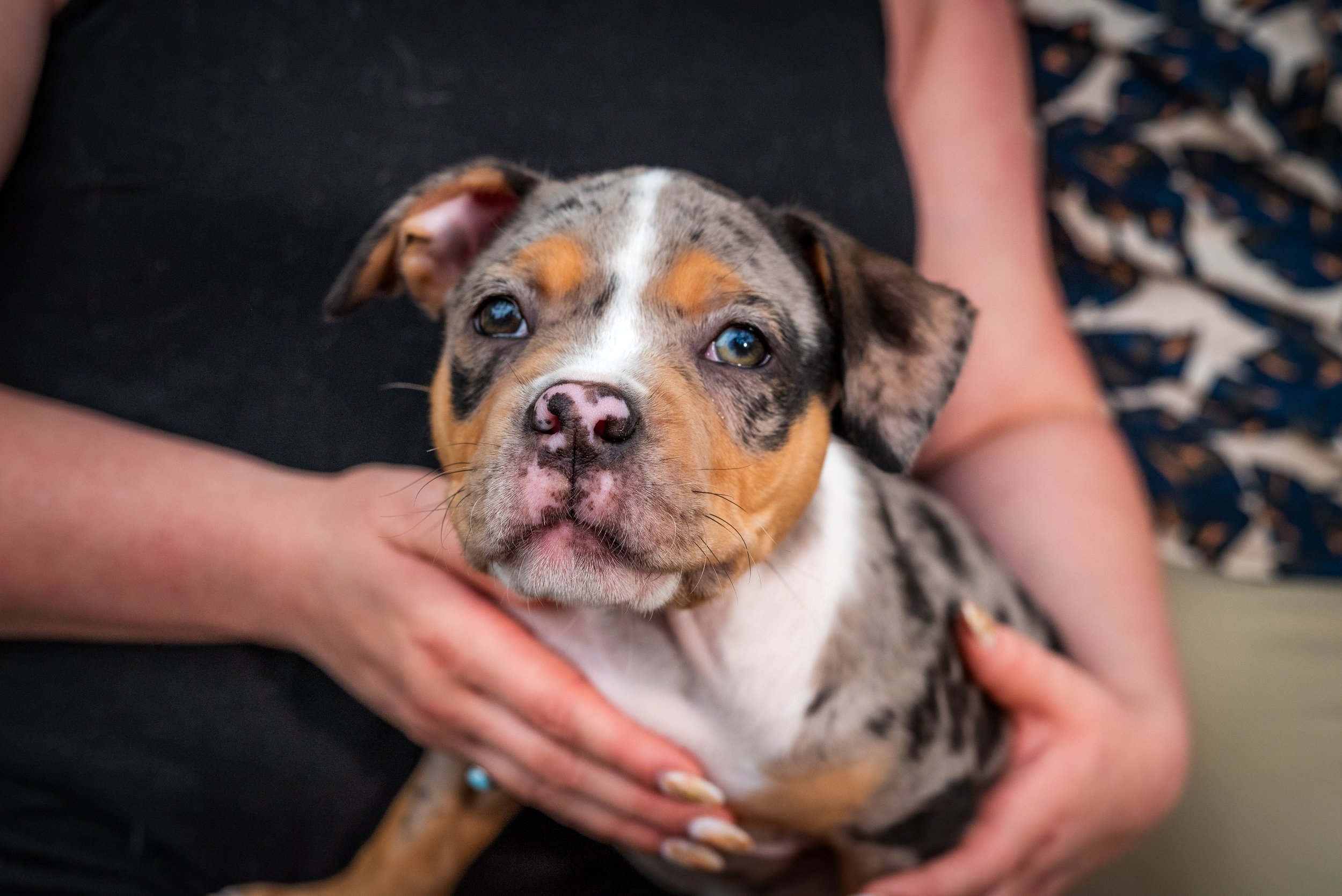 A small american bully puppy with a merle coat pattern being held gently by a person with hands supporting its chest and tummy.