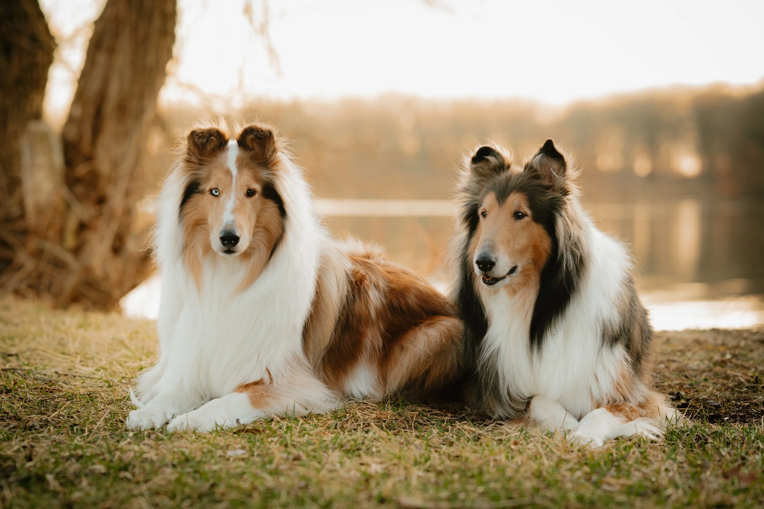 West Oak Pet Photography - X.jpg