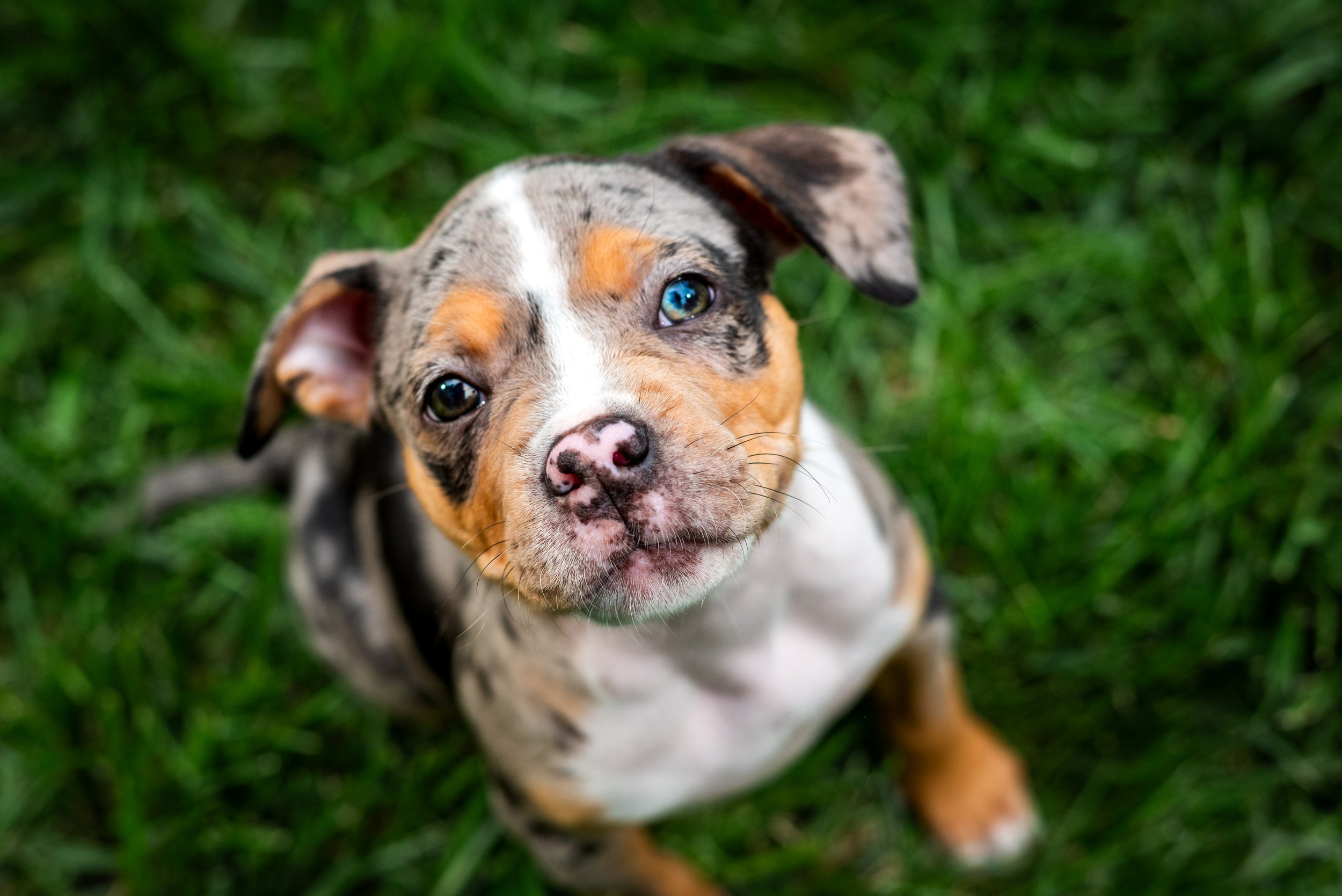 Cute blue-eyed american bully puppy with a multicolored coat sitting on green grass and looking up at the camera.