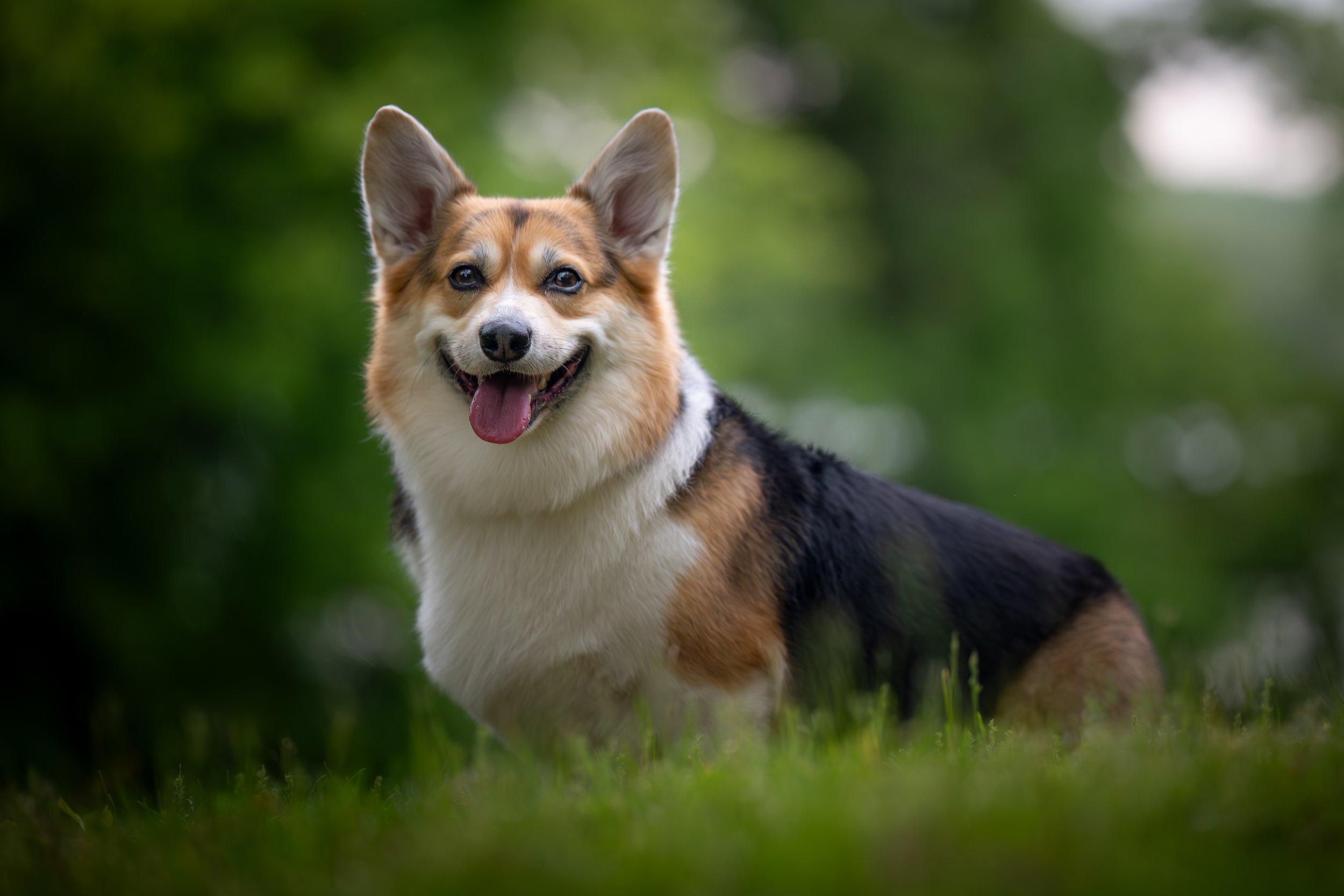 0017-Juniper-at-Kensington-Possum-Hollow-25.05.30-Enhanced-NR.jpg