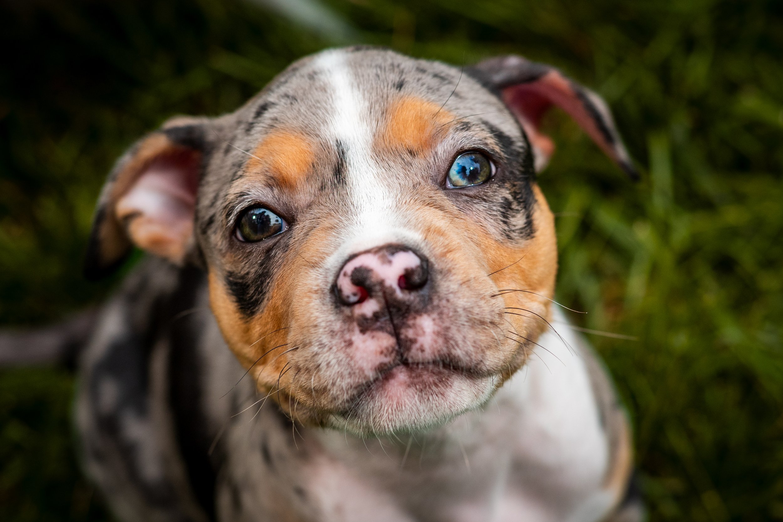 Close-up of a young, multicolored american bully puppy with blue eyes, looking directly at the camera, on green grass.