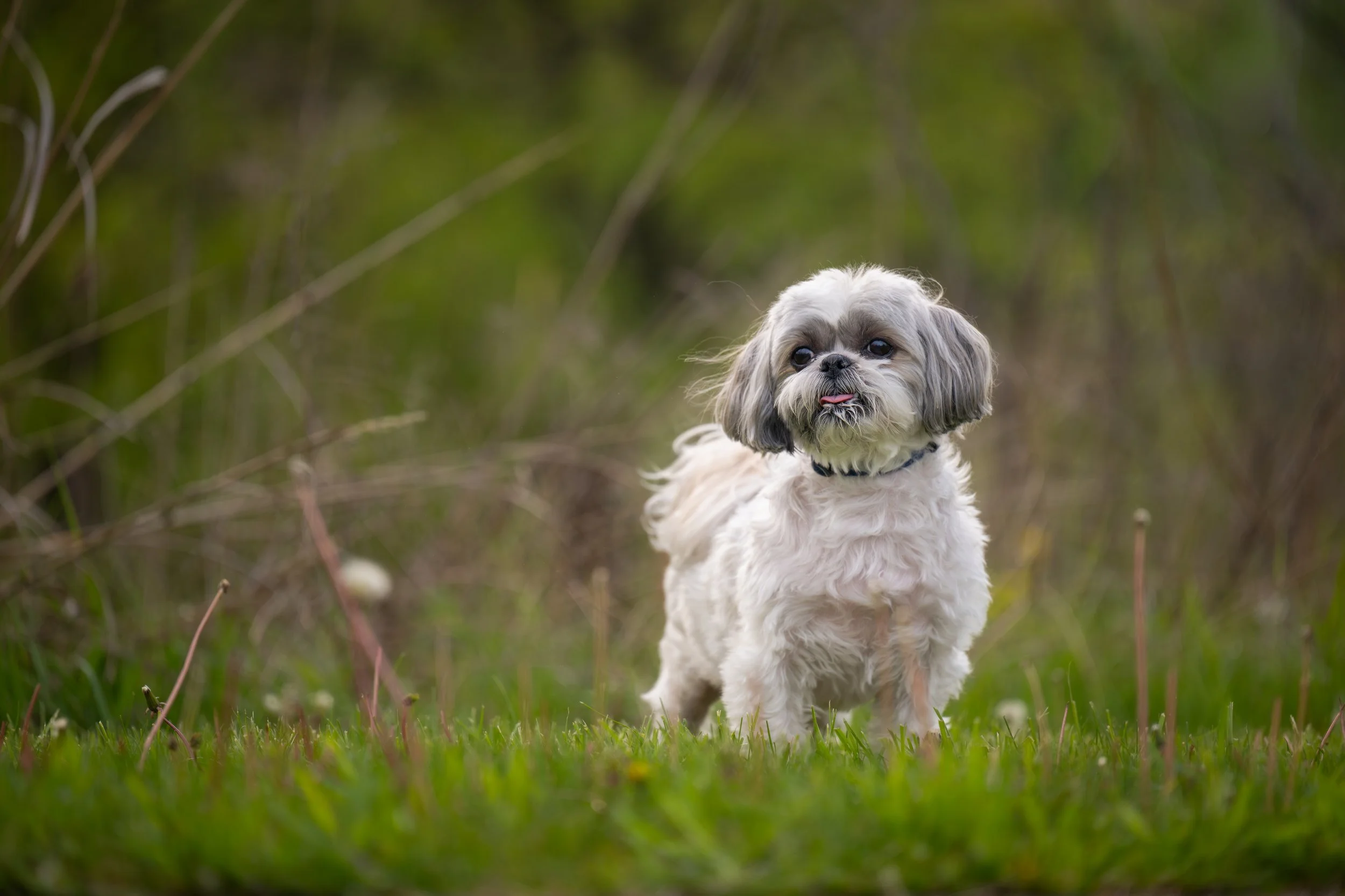 Small dog portrait looking off-camera during an Ann Arbor dog photography session at Lillie Park