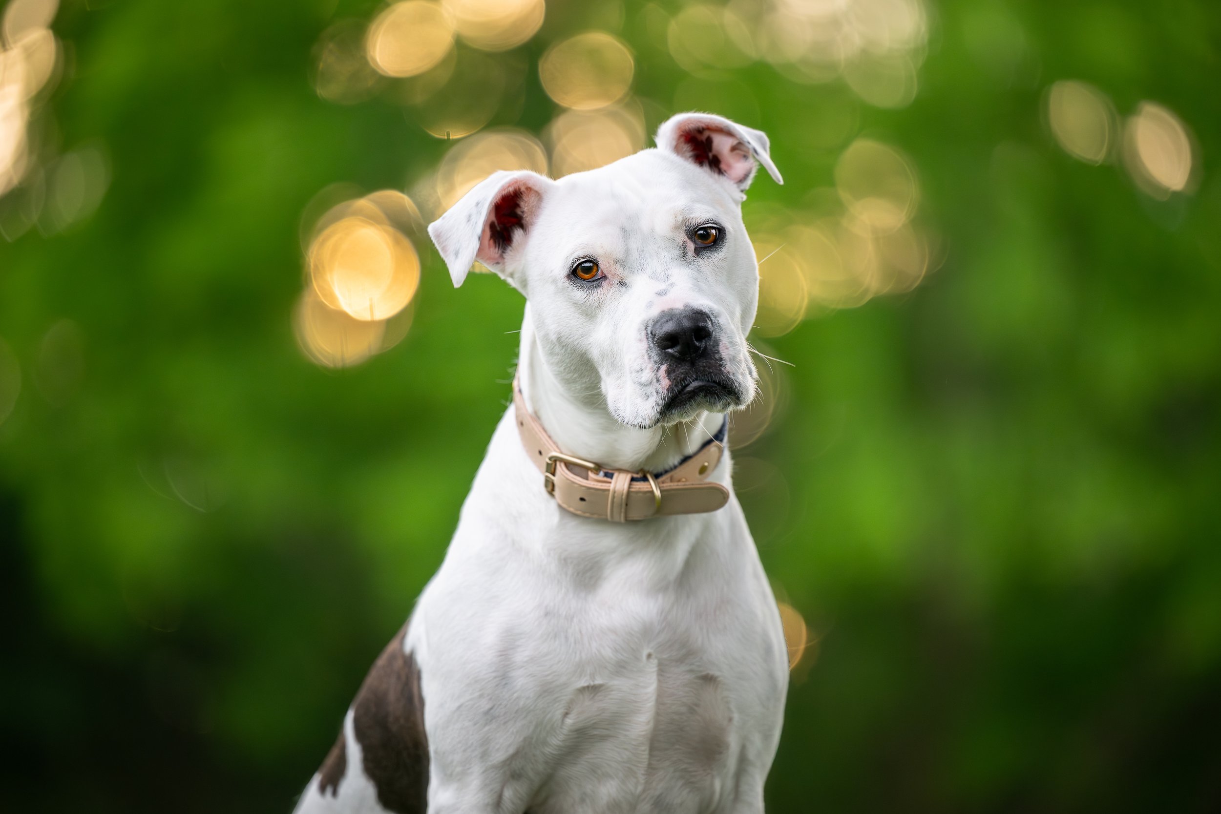 West Oak Dog Photography - Embark Week 3.jpg