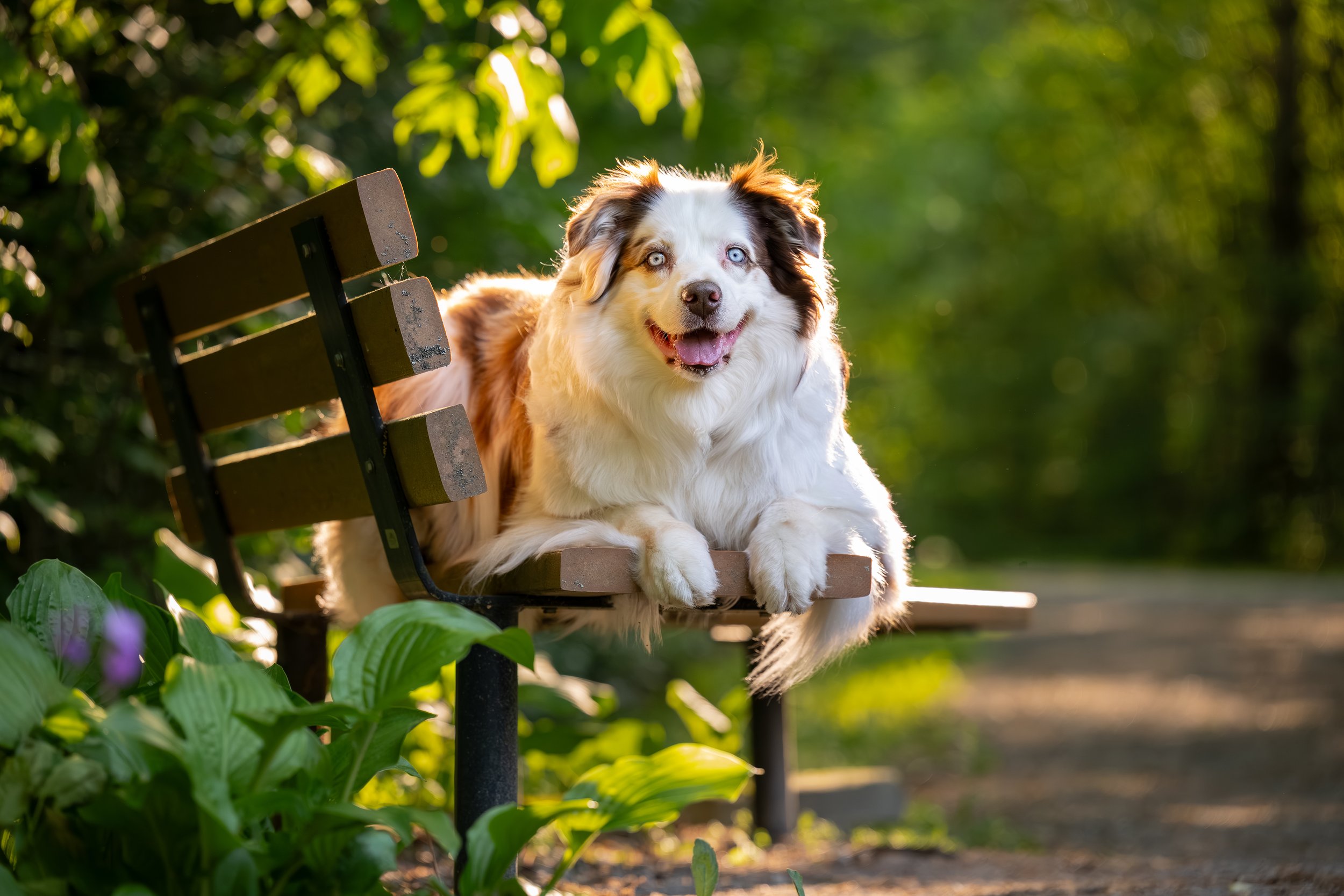 West Oak Dog Photography - Peach - Book.jpg