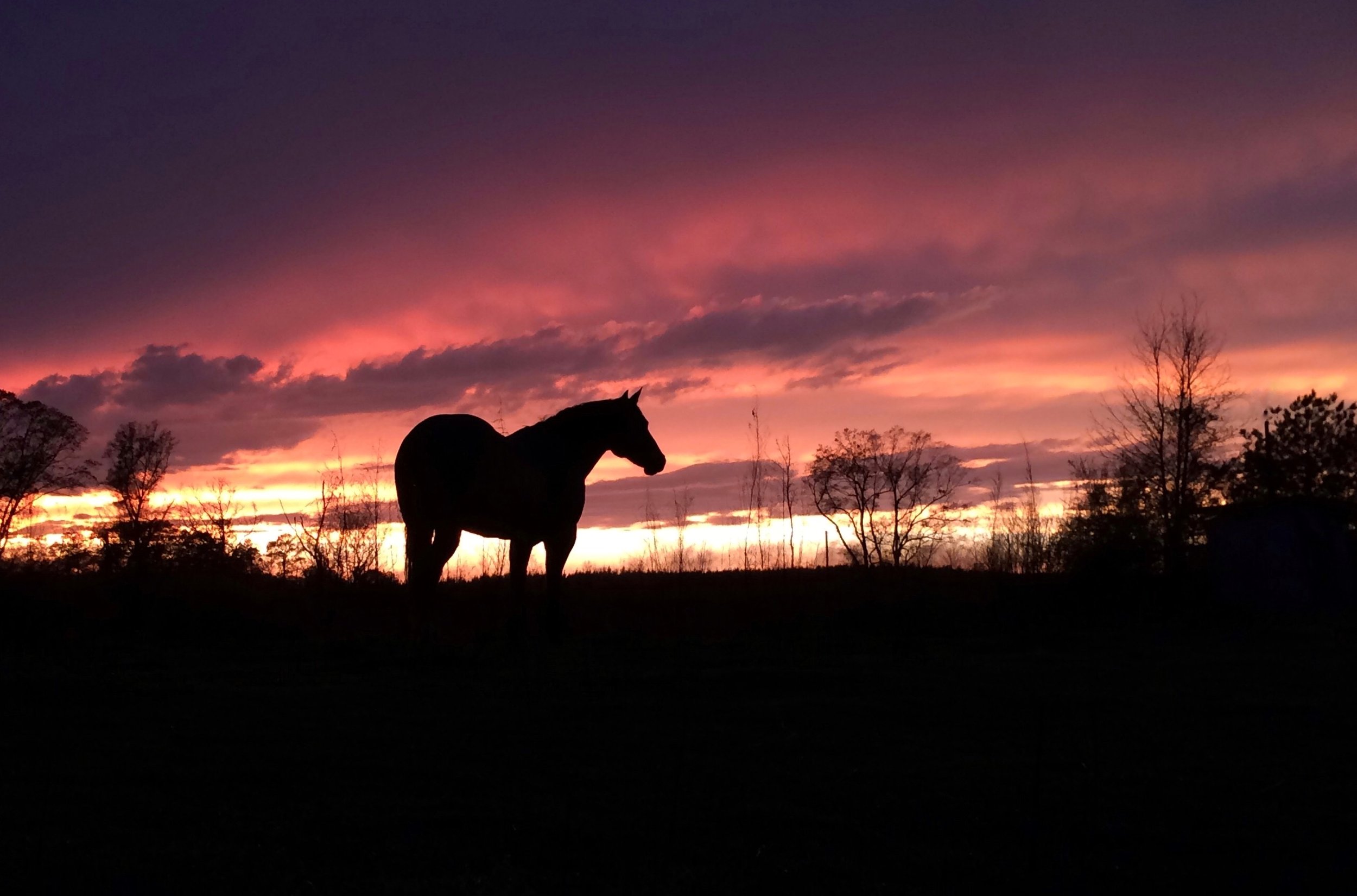 Sweet Pea at Sunset, Kemper County, MS
